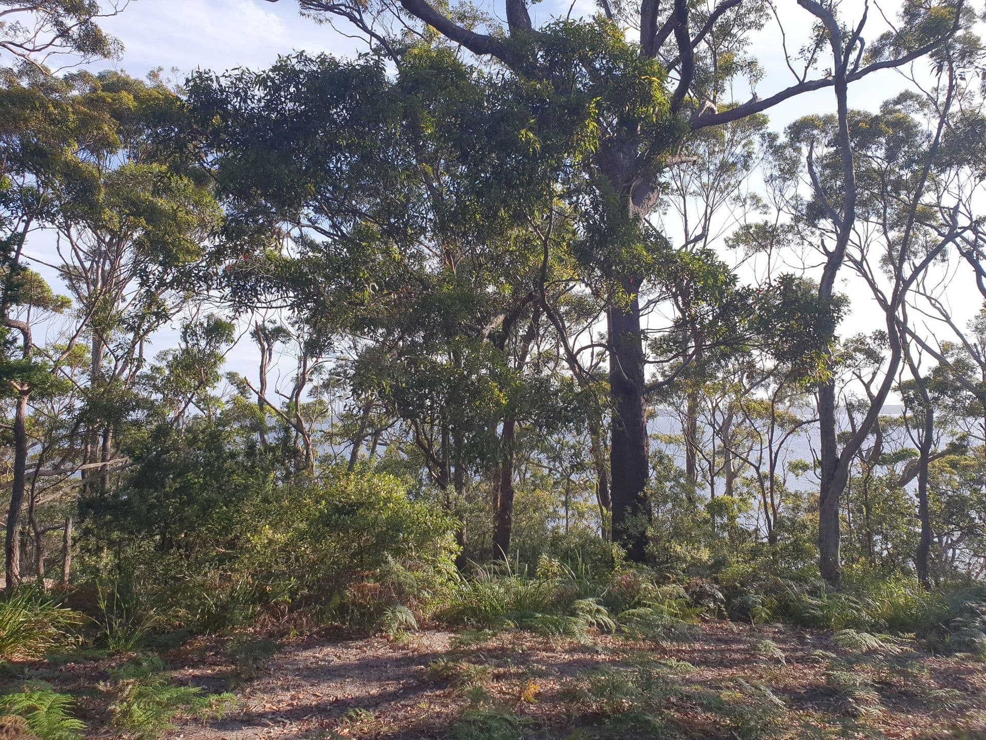 10 Attunga Avenue, Sanctuary Point, NSW, 2540, Sanctuary Point - Thumbnail 6