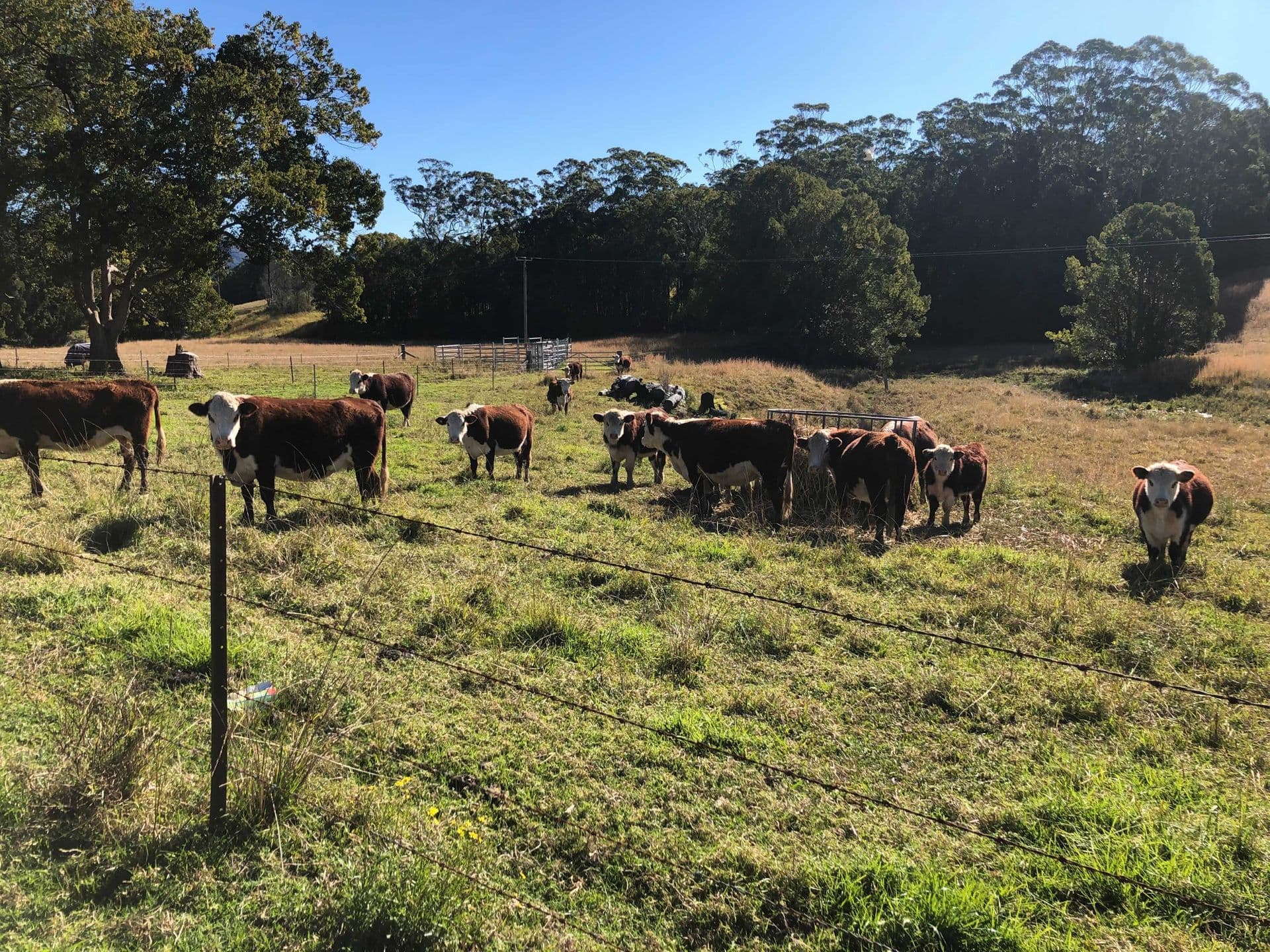 743 Upper Orara Road, Upper Orara, NSW, 2450, Upper Orara - Thumbnail 5