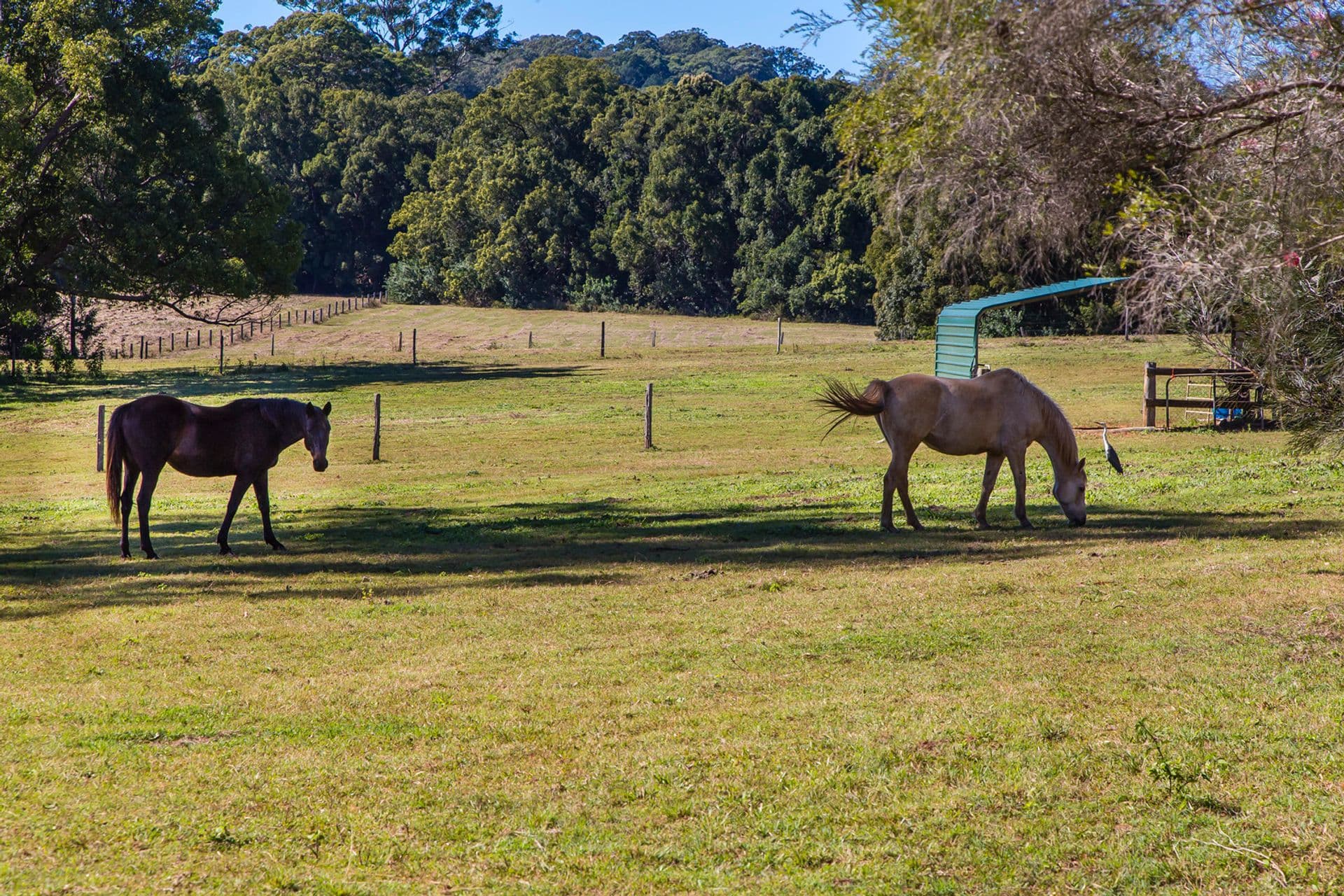 135 Old Palmwoods Road, West Woombye, QLD, 4559, West Woombye - Thumbnail 3