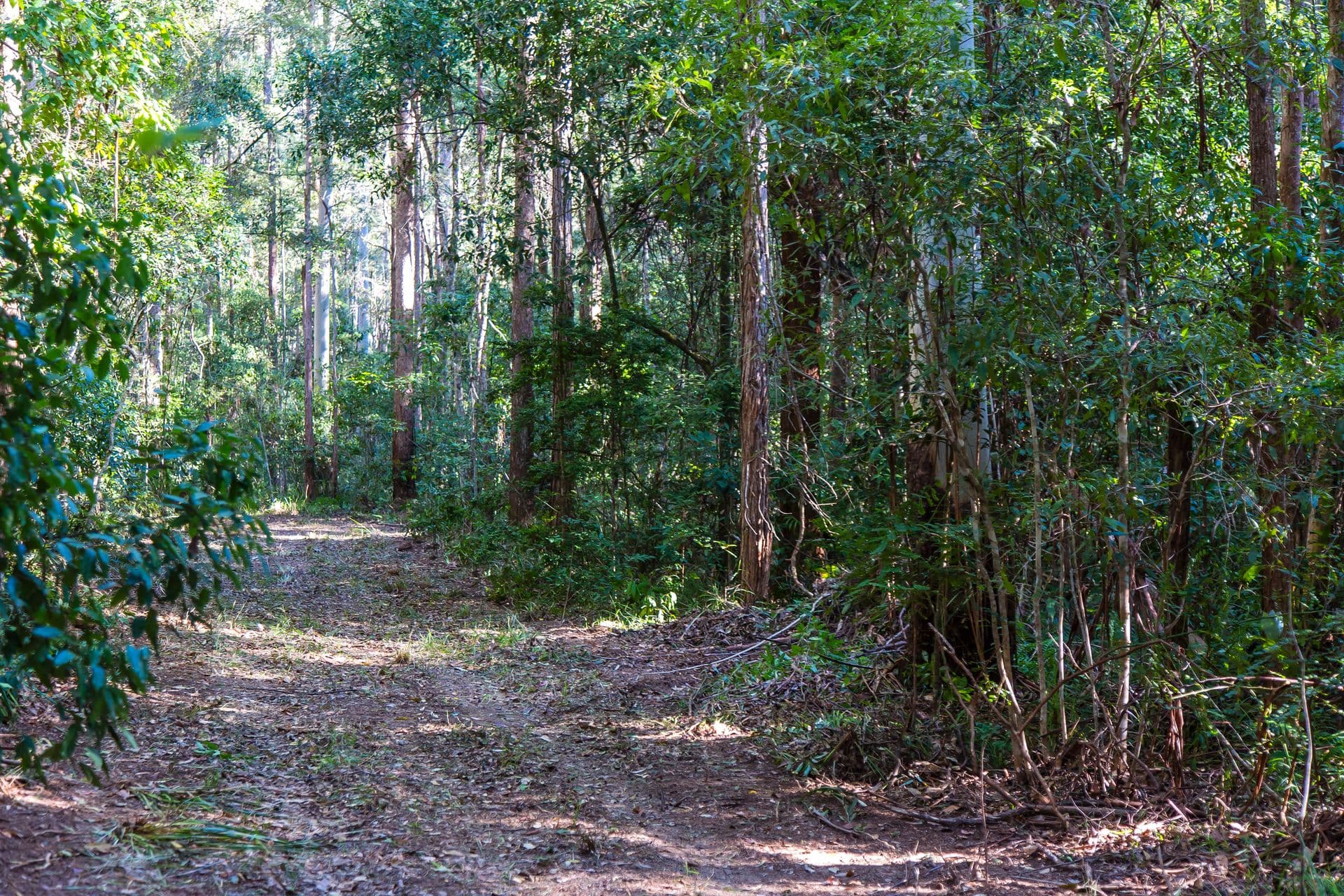 117 Running Creek Road, North Arm, QLD, 4561, North Arm - Thumbnail 4