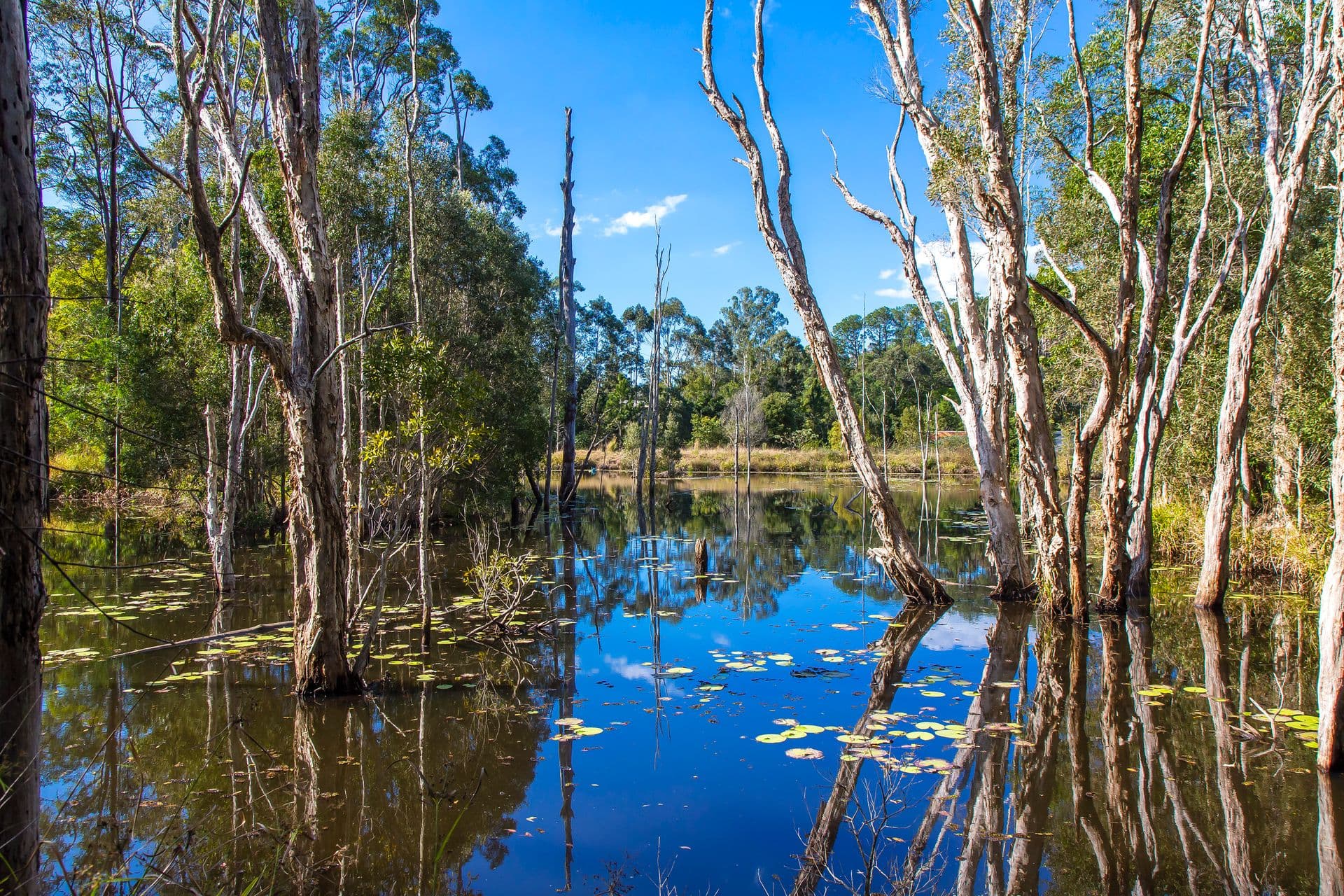 117 Running Creek Road, North Arm, QLD, 4561, North Arm - Thumbnail 7