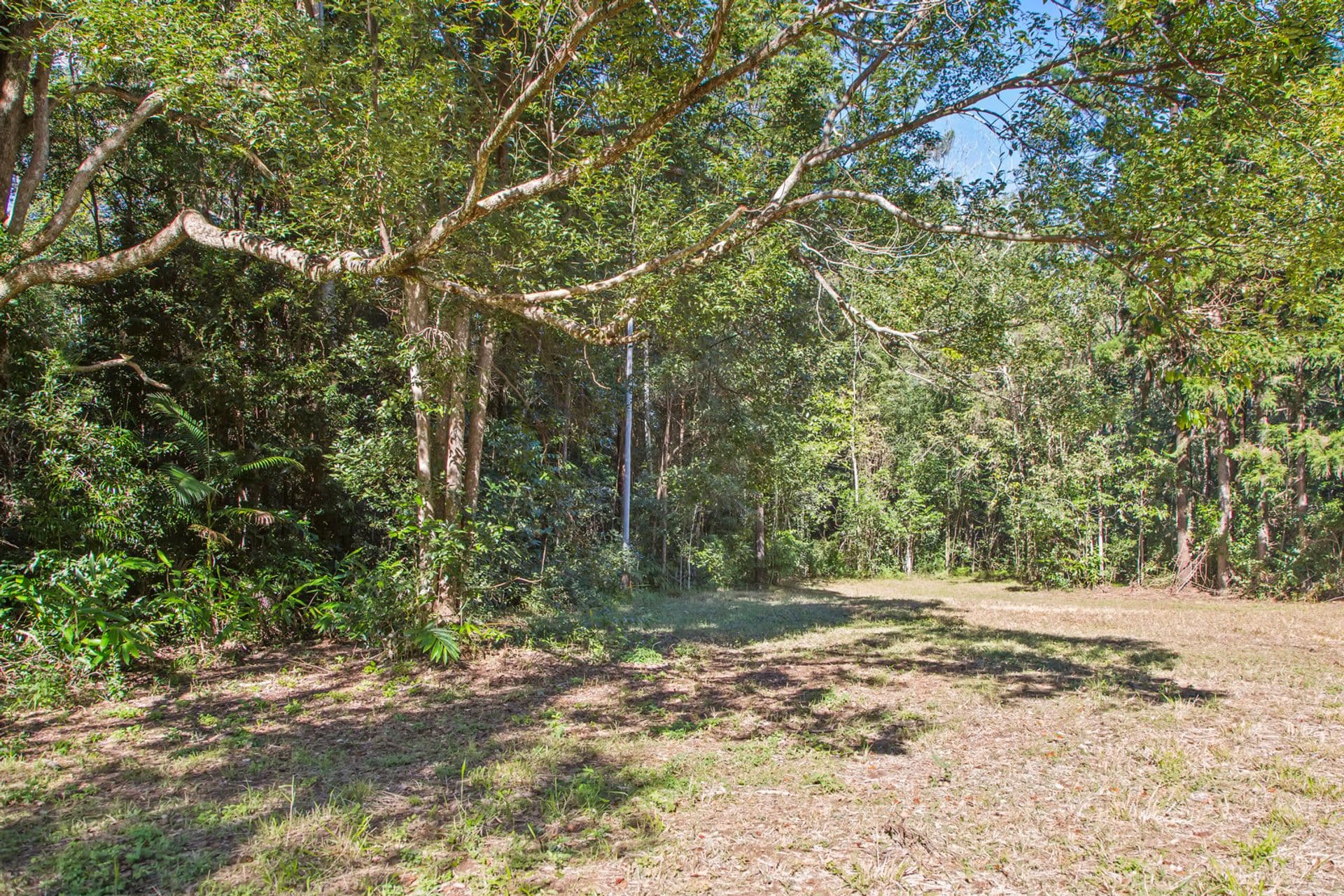 87A Mckees Road, Palmwoods, QLD, 4555, Palmwoods - Thumbnail 5
