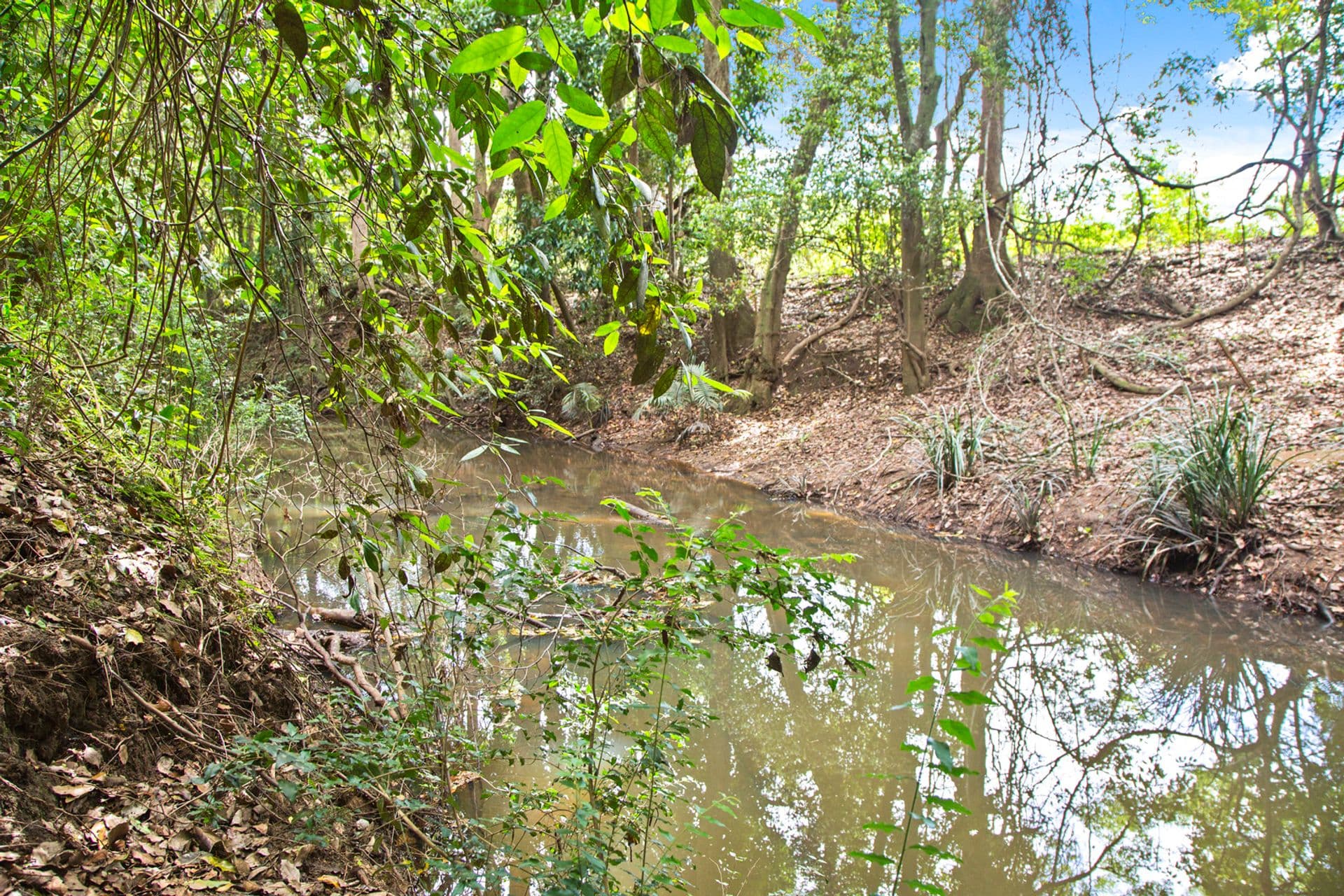 91 Old Palmwoods Road, West Woombye, QLD, 4559, West Woombye - Thumbnail 6