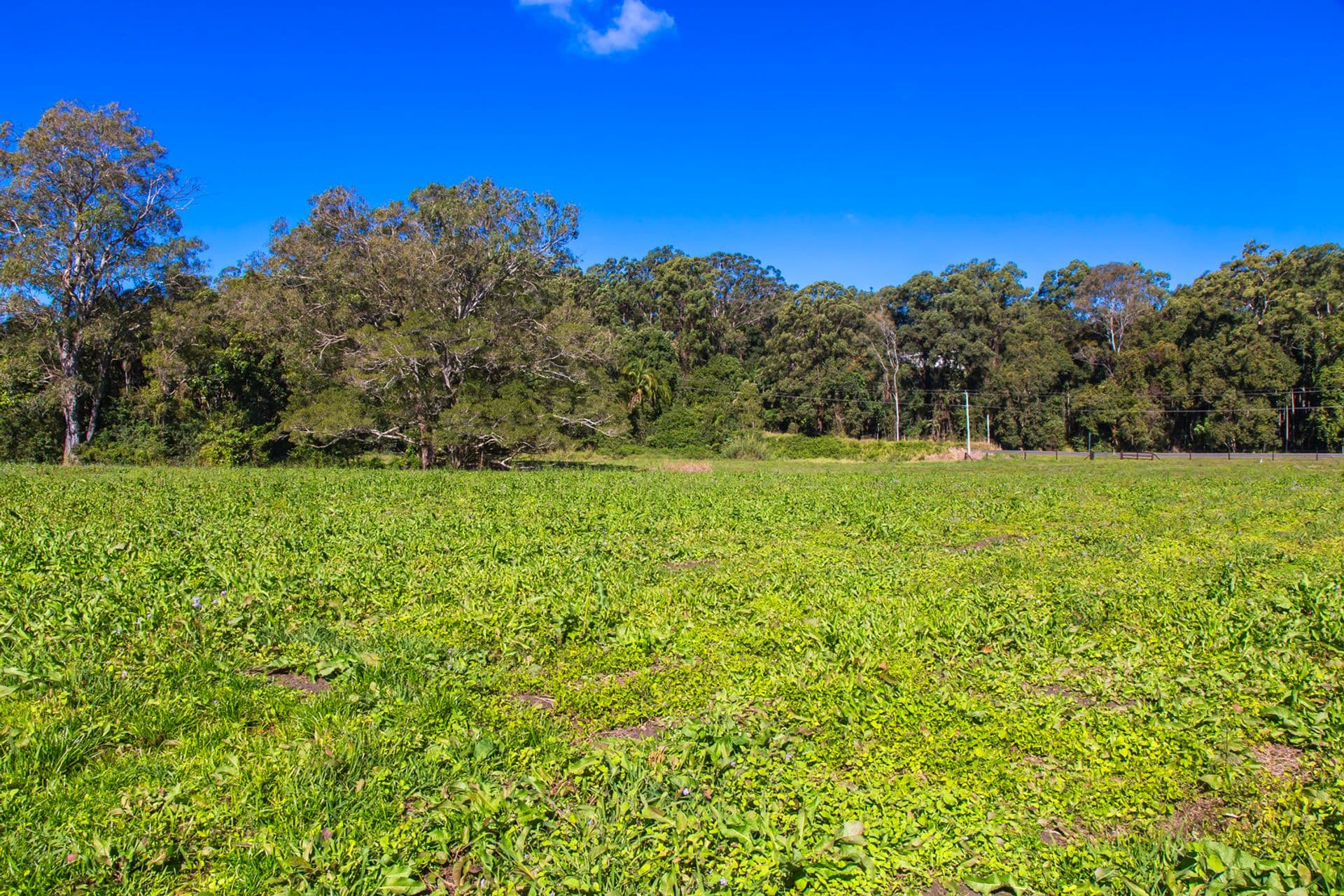 414 Blackall Range Road, West Woombye, QLD, 4559, West Woombye - Thumbnail 5