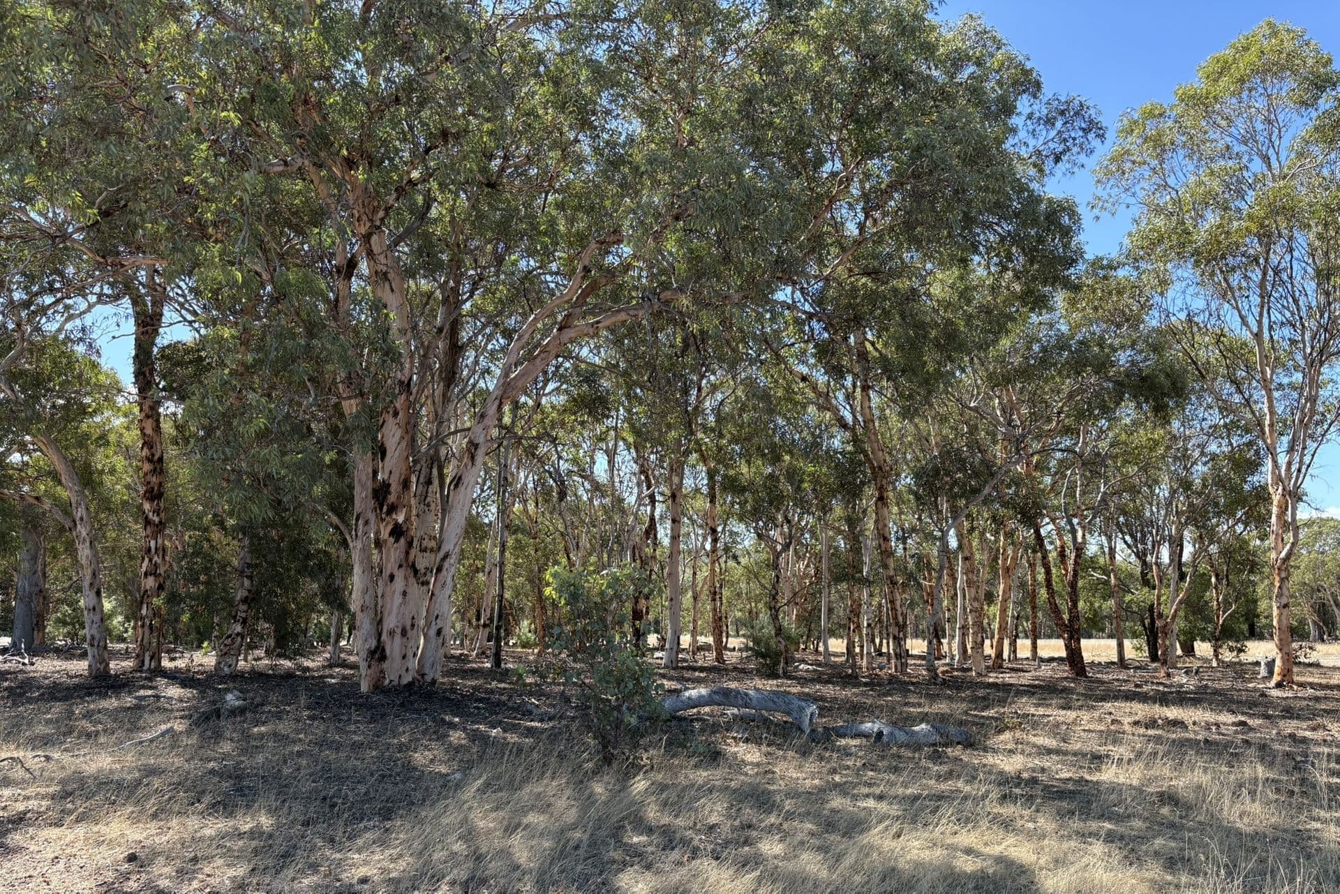 Lot 44 Endeavour Estate - Bindoon, Bindoon, WA, 6502, Bindoon - Thumbnail 3