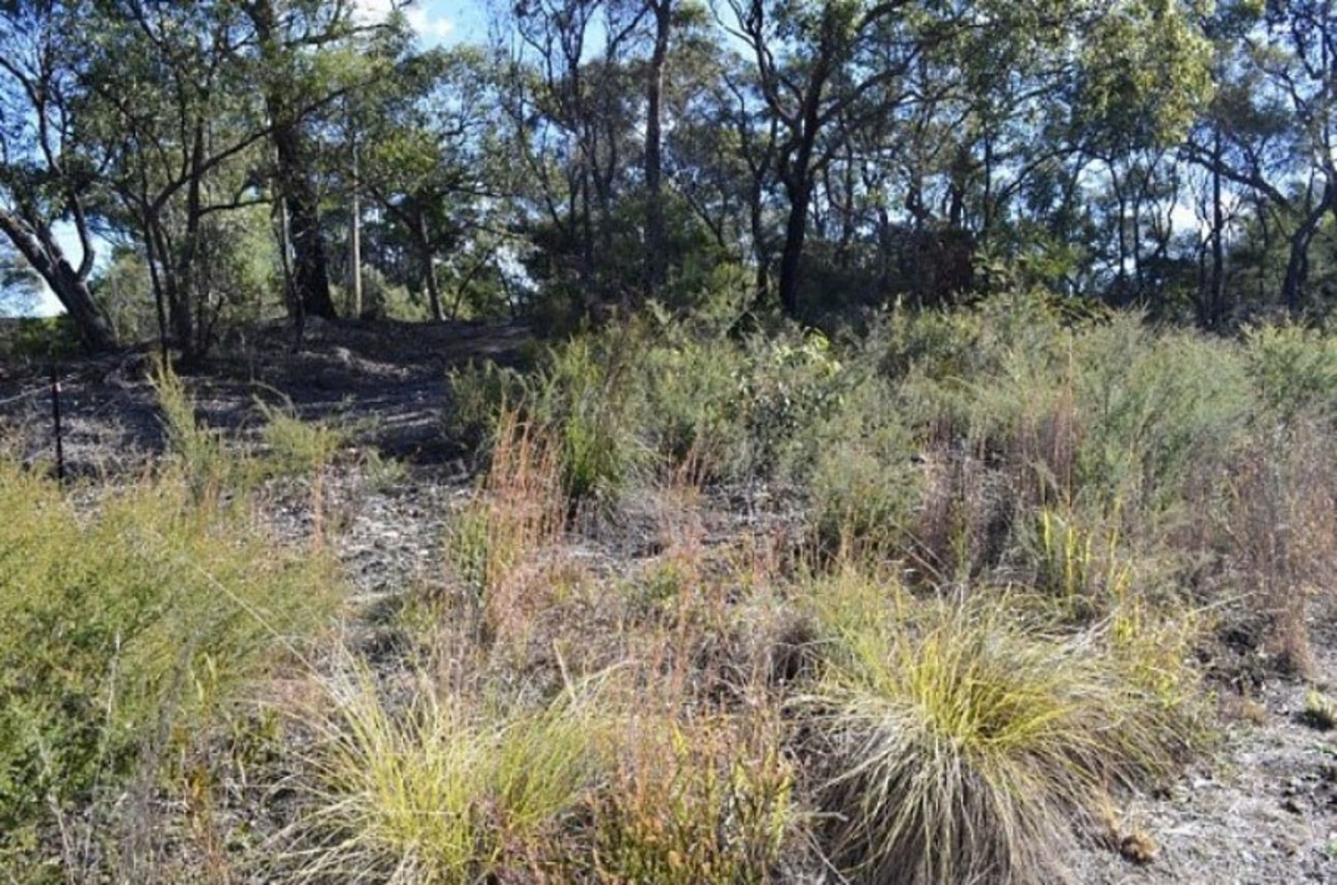 44 Sir Henry's Parade, Faulconbridge, NSW, 2776, Faulconbridge - Thumbnail 2