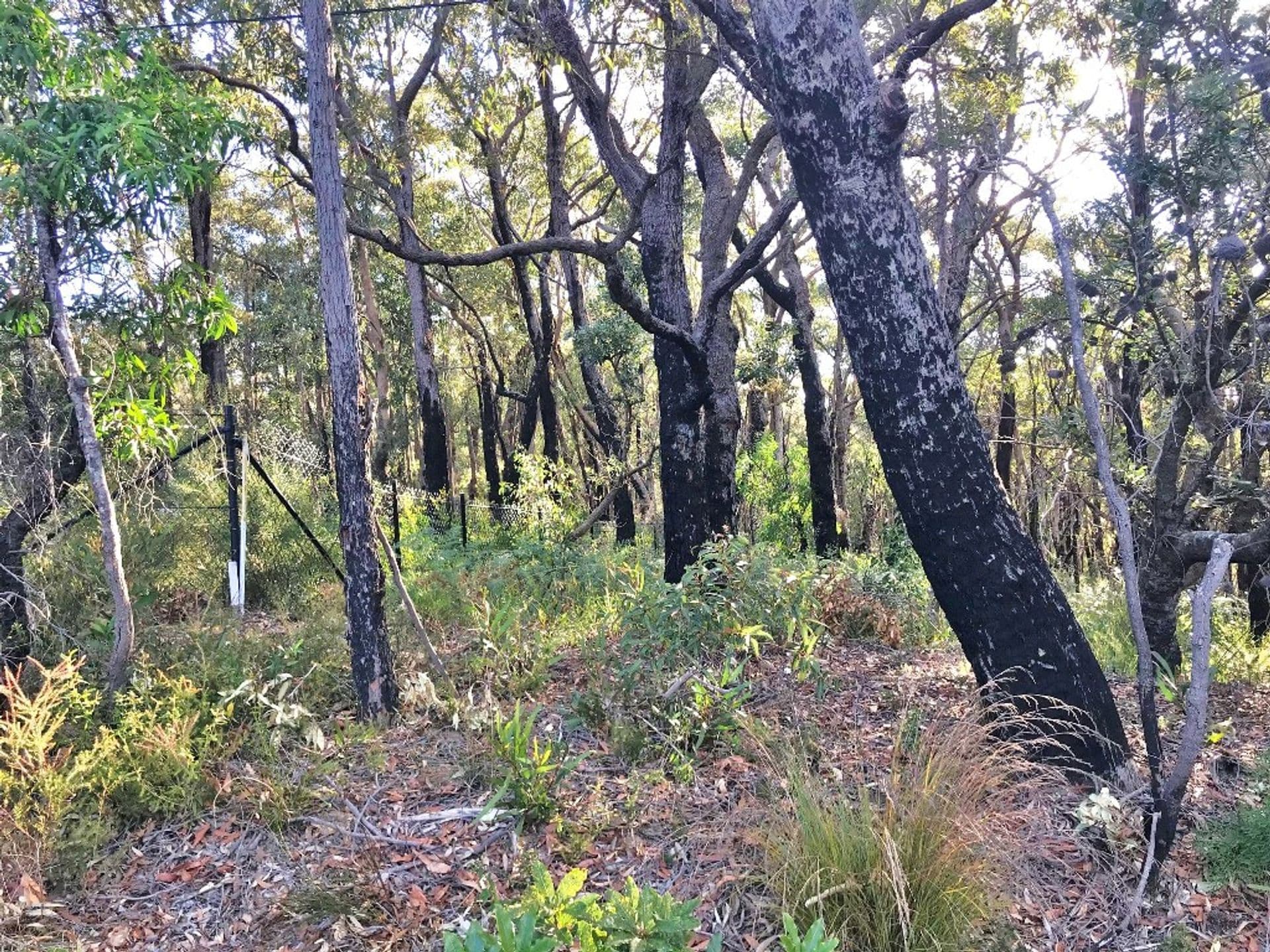 6-8 Booth Road, Bullaburra, NSW, 2784, Bullaburra - Thumbnail 5
