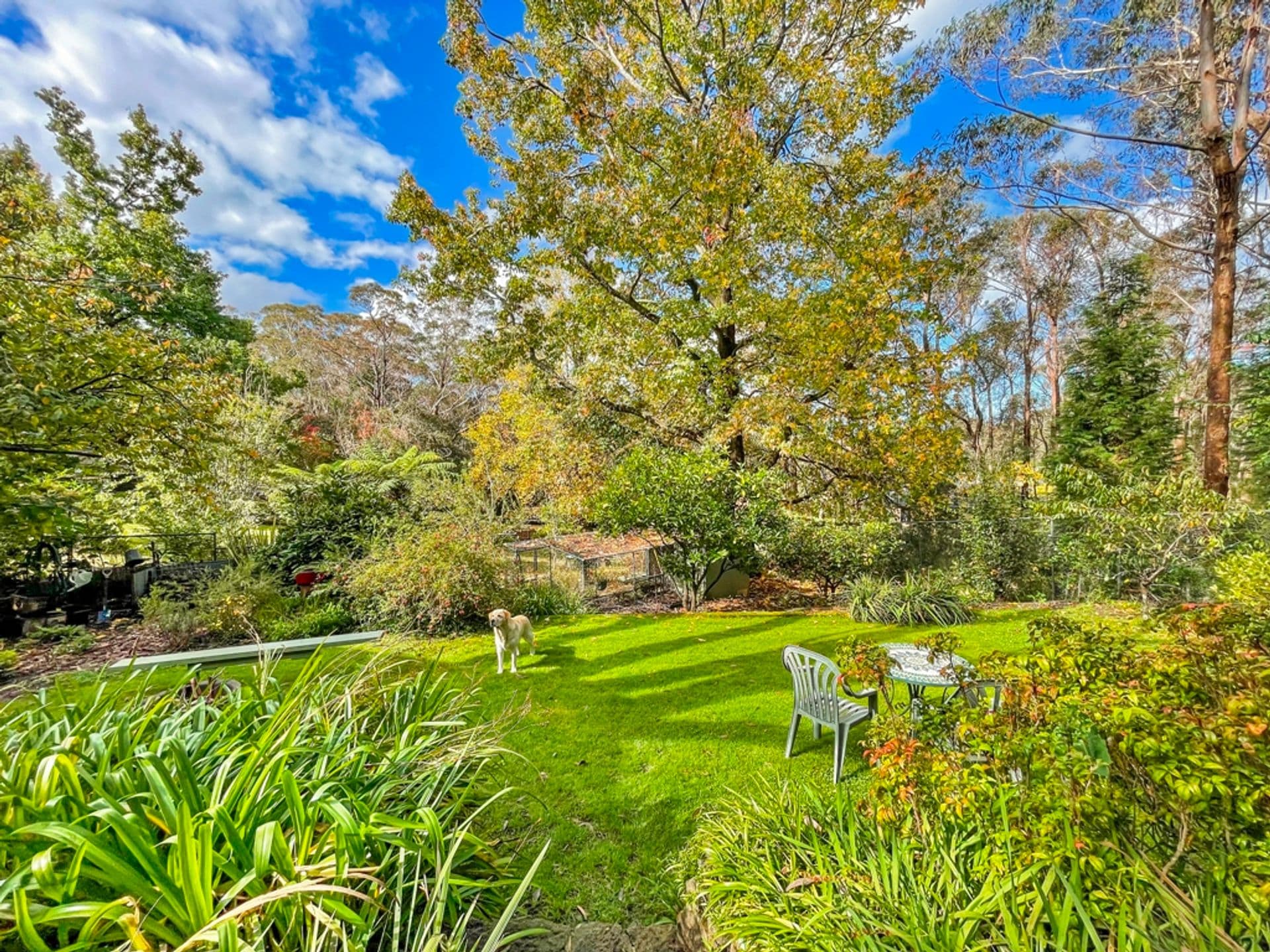 34-36 Kalinda Road, Bullaburra, NSW, 2784, Bullaburra - Thumbnail 3