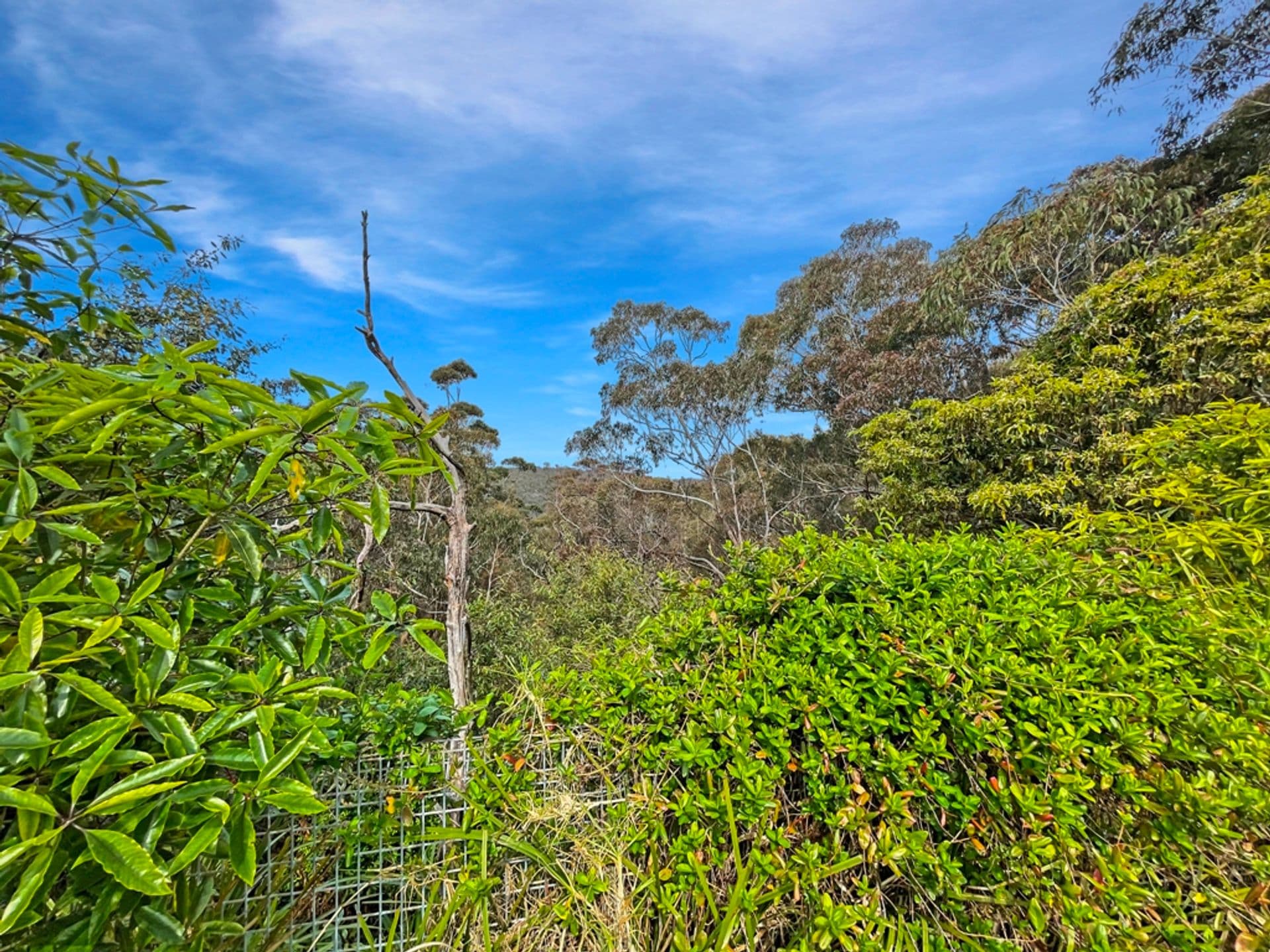 78 Pimelea Drive, Woodford, NSW, 2778, Woodford - Thumbnail 3