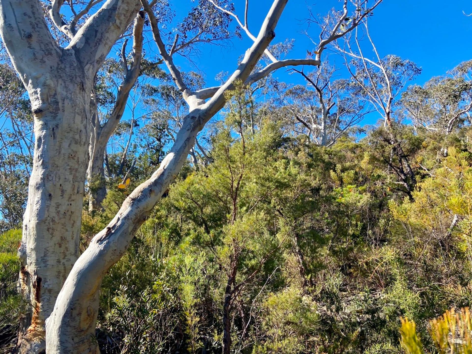 106-130 Terrace Falls Road, Hazelbrook, NSW, 2779, Hazelbrook - Thumbnail 3