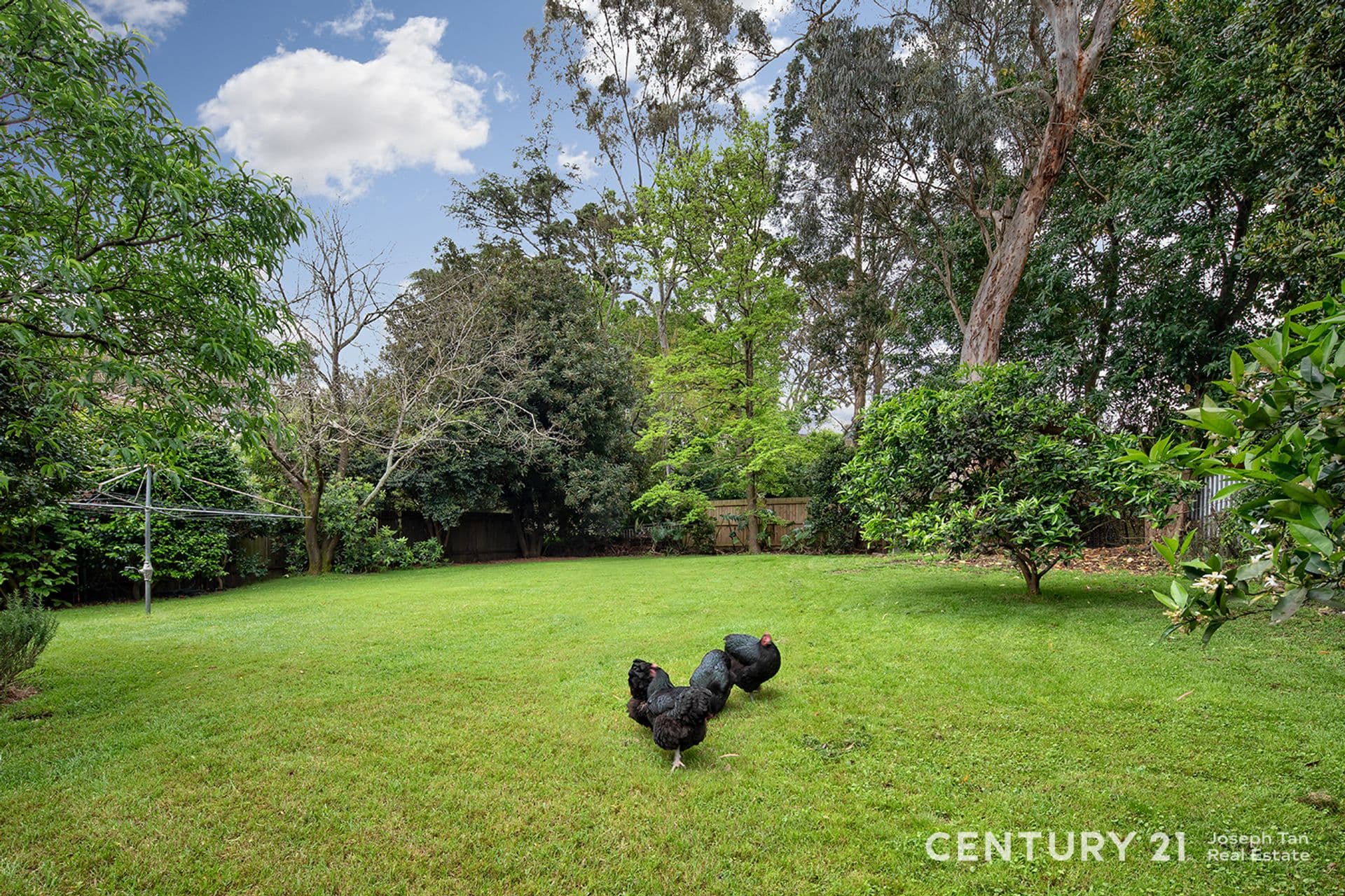 41 Copeland Road, Beecroft, NSW, 2119, Beecroft - Thumbnail 8