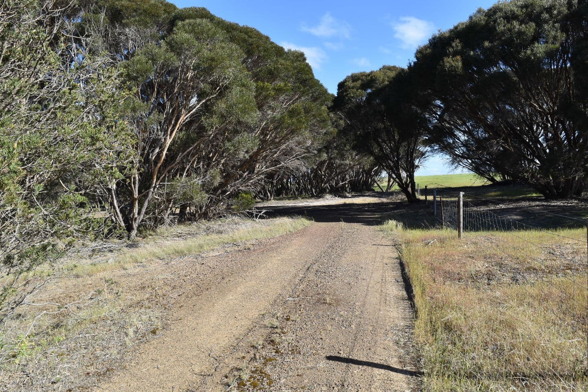 1121 Springs Road, Wisanger, SA, 5223, Menzies - Thumbnail 2