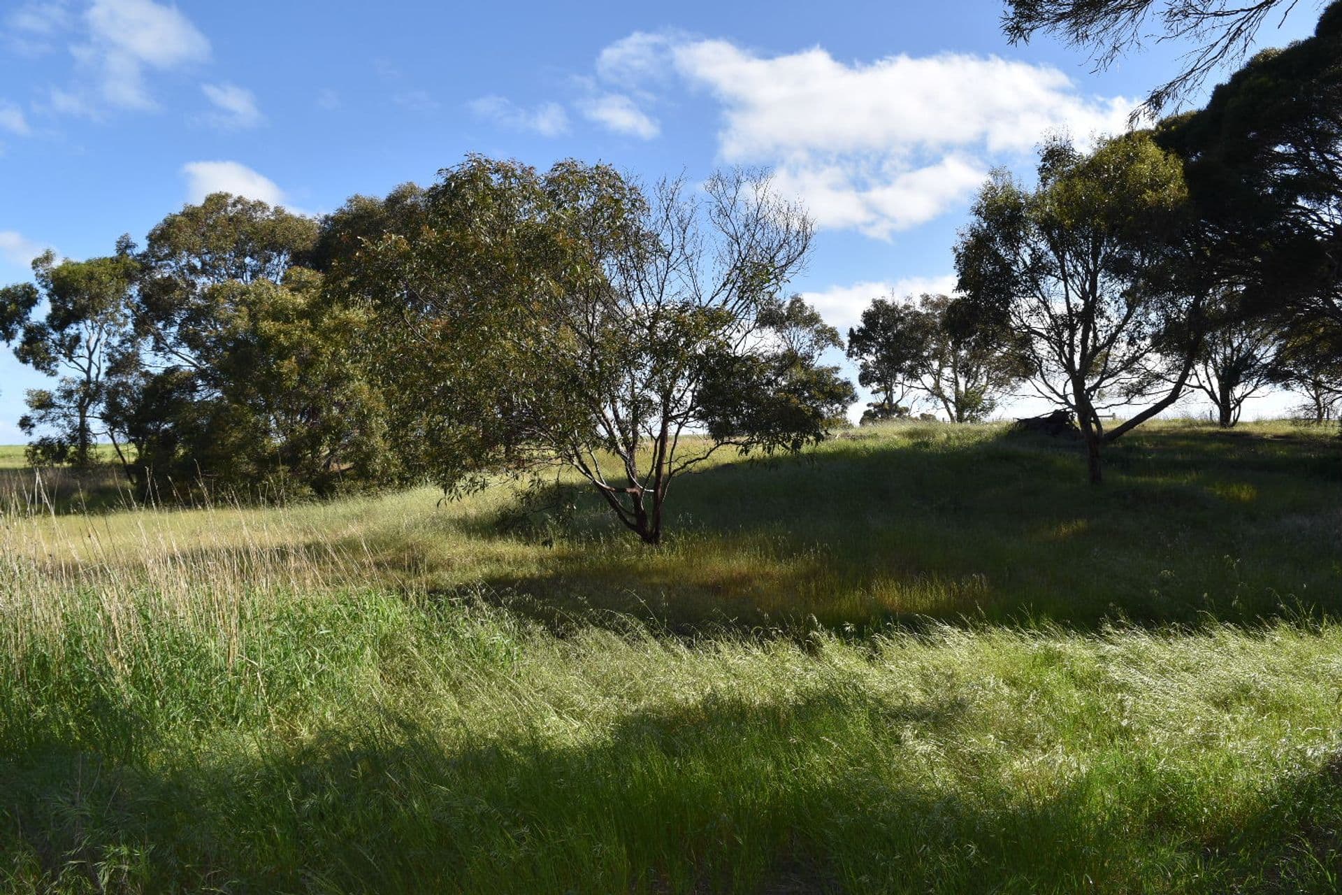 1121 Springs Road, Wisanger, SA, 5223, Menzies - Thumbnail 6