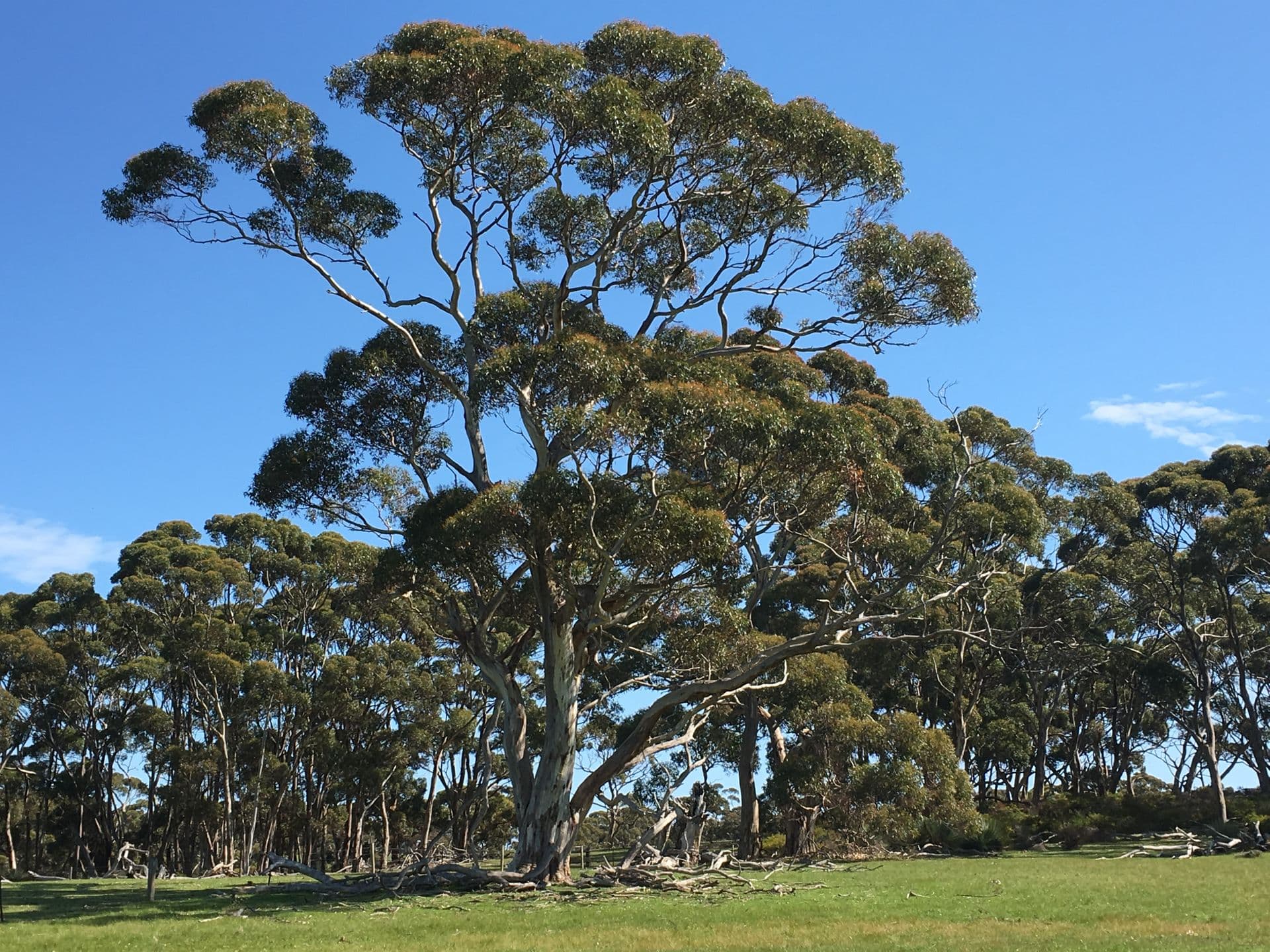 Sec 62 Bark Hutt Road, Cassini, SA, 5223, Cassini - Thumbnail 5
