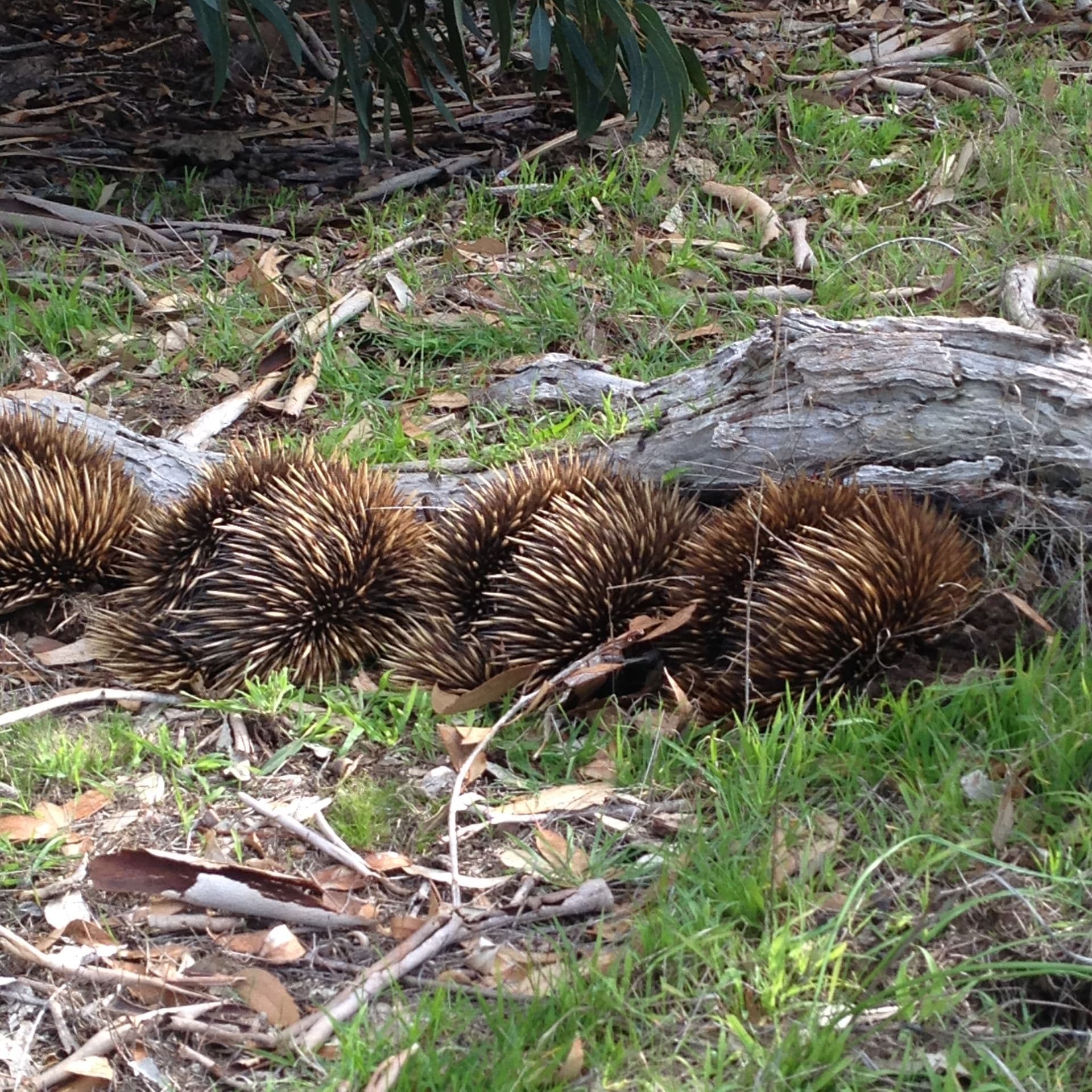 Sec 62 Bark Hutt Road, Cassini, SA, 5223, Cassini - Thumbnail 6
