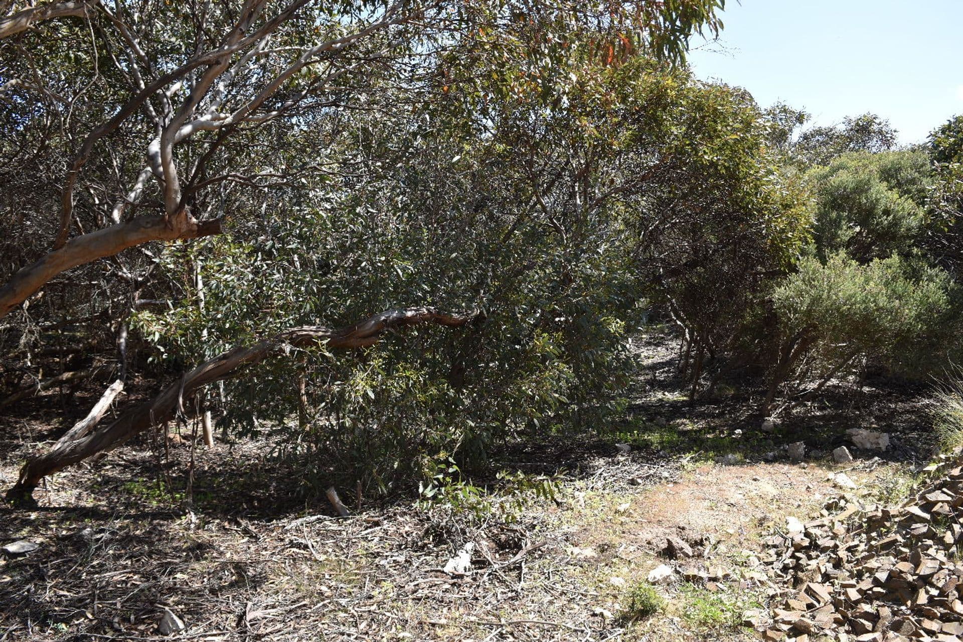 22 Dolphin Crescent, Vivonne Bay, SA, 5223, Vivonne Bay - Thumbnail 7