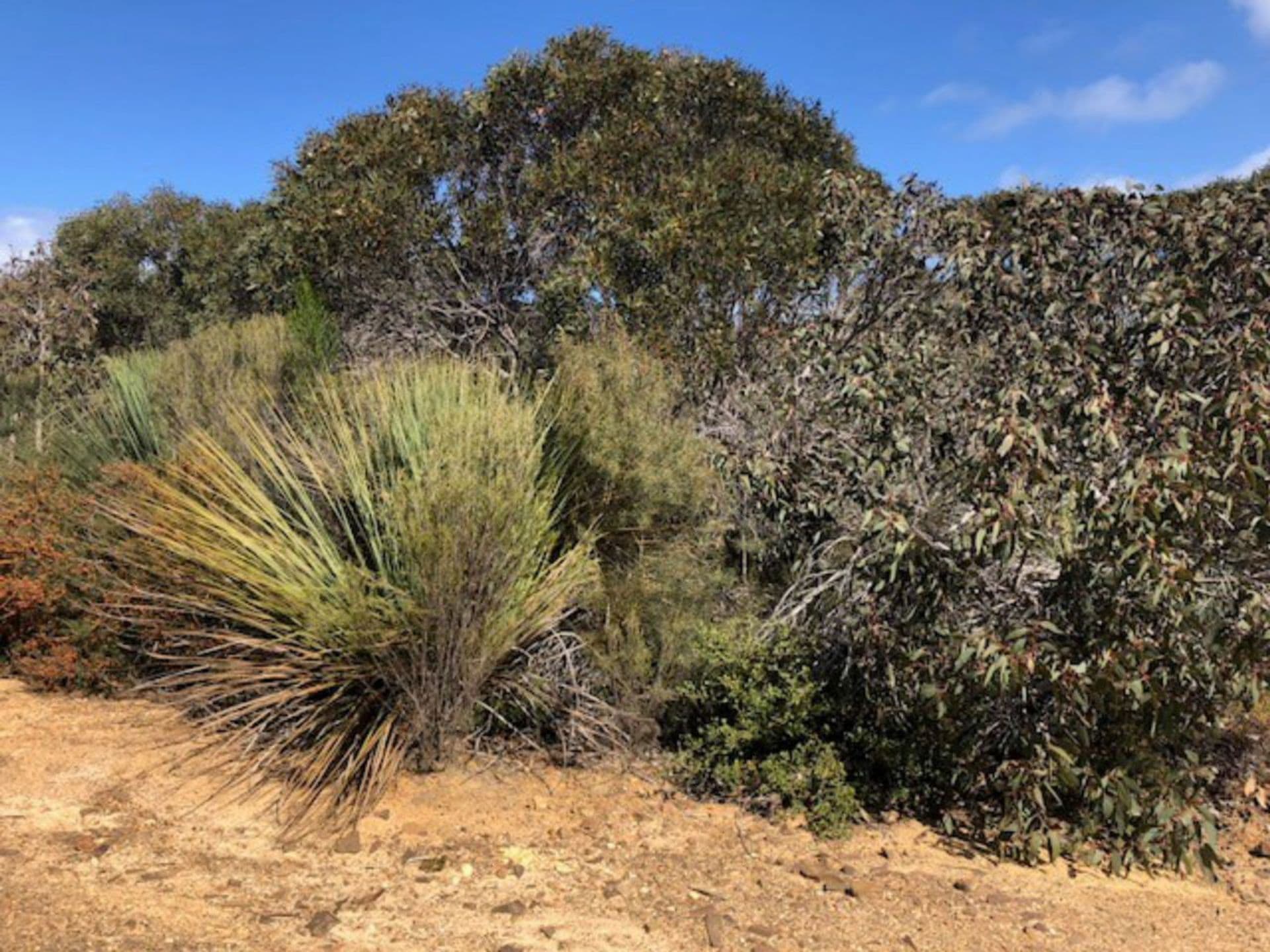 Lot 4 South Coast Road, Vivonne Bay, SA, 5223, Vivonne Bay - Thumbnail 3