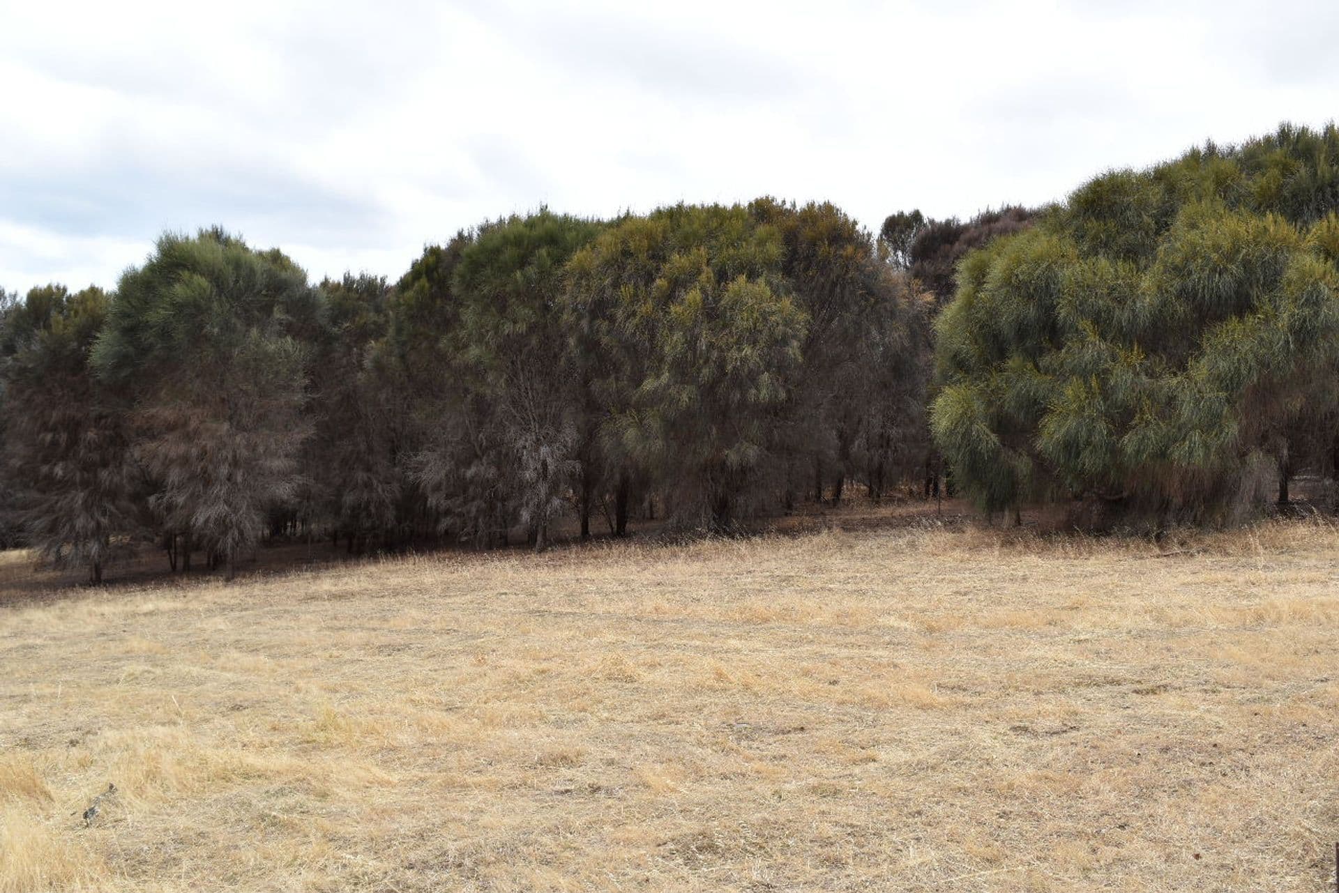 Lot 2 Binneys Track, Penneshaw, SA, 5222, Penneshaw - Thumbnail 2