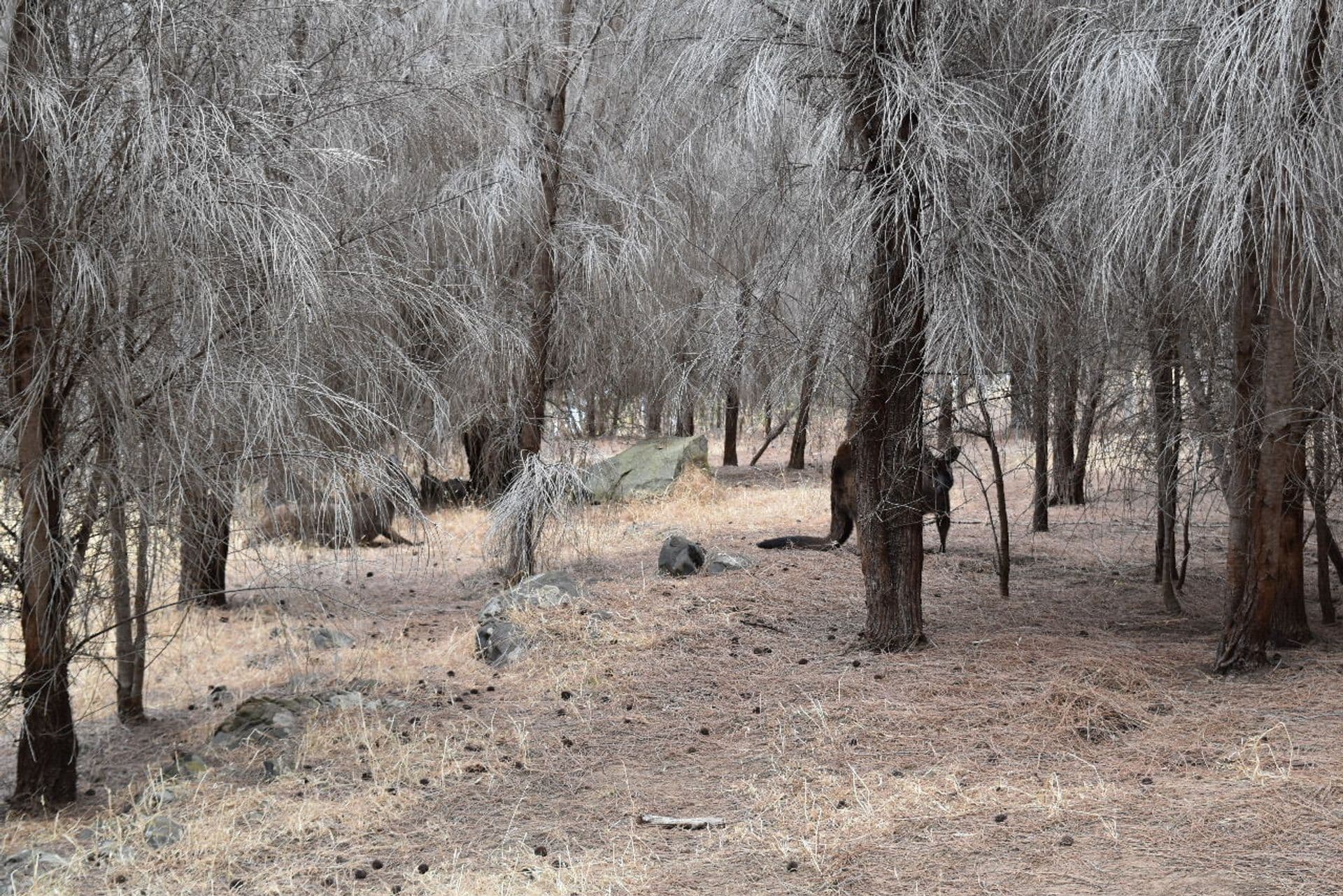 Lot 2 Binneys Track, Penneshaw, SA, 5222, Penneshaw - Thumbnail 5