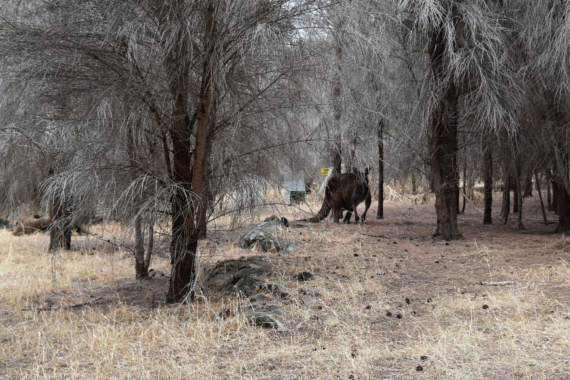 Lot 2 Binneys Track, Penneshaw, SA, 5222, Penneshaw - Thumbnail 6