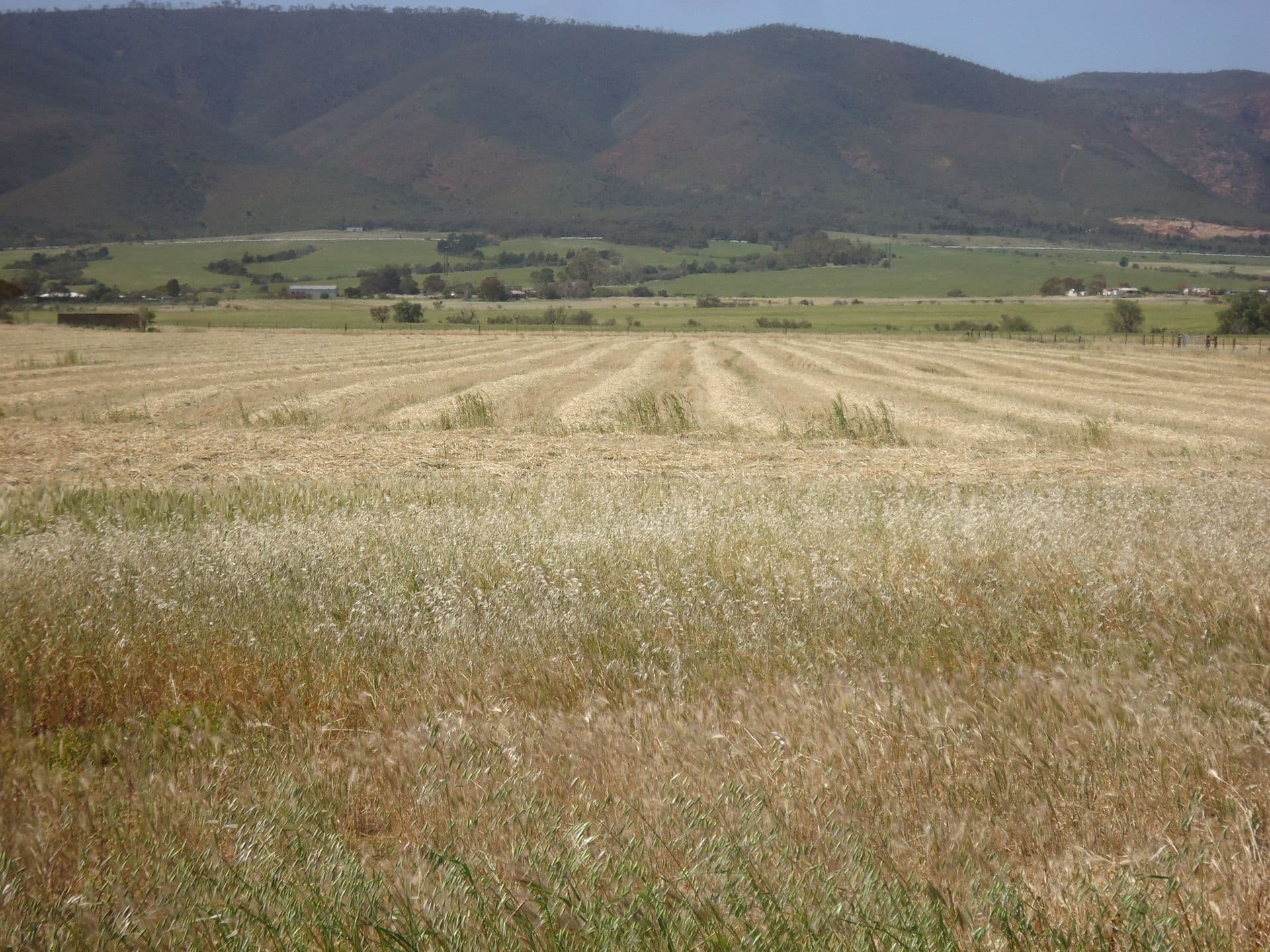 356 Nelshaby Road, Napperby, SA, 5540, Napperby - Thumbnail 5