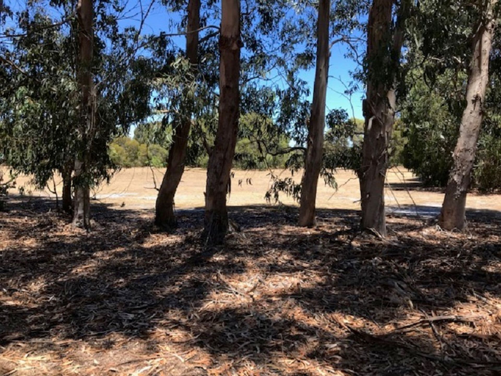Lot 25 Wisteria Drive, Quindalup, WA, 6281, Quindalup - Image 1