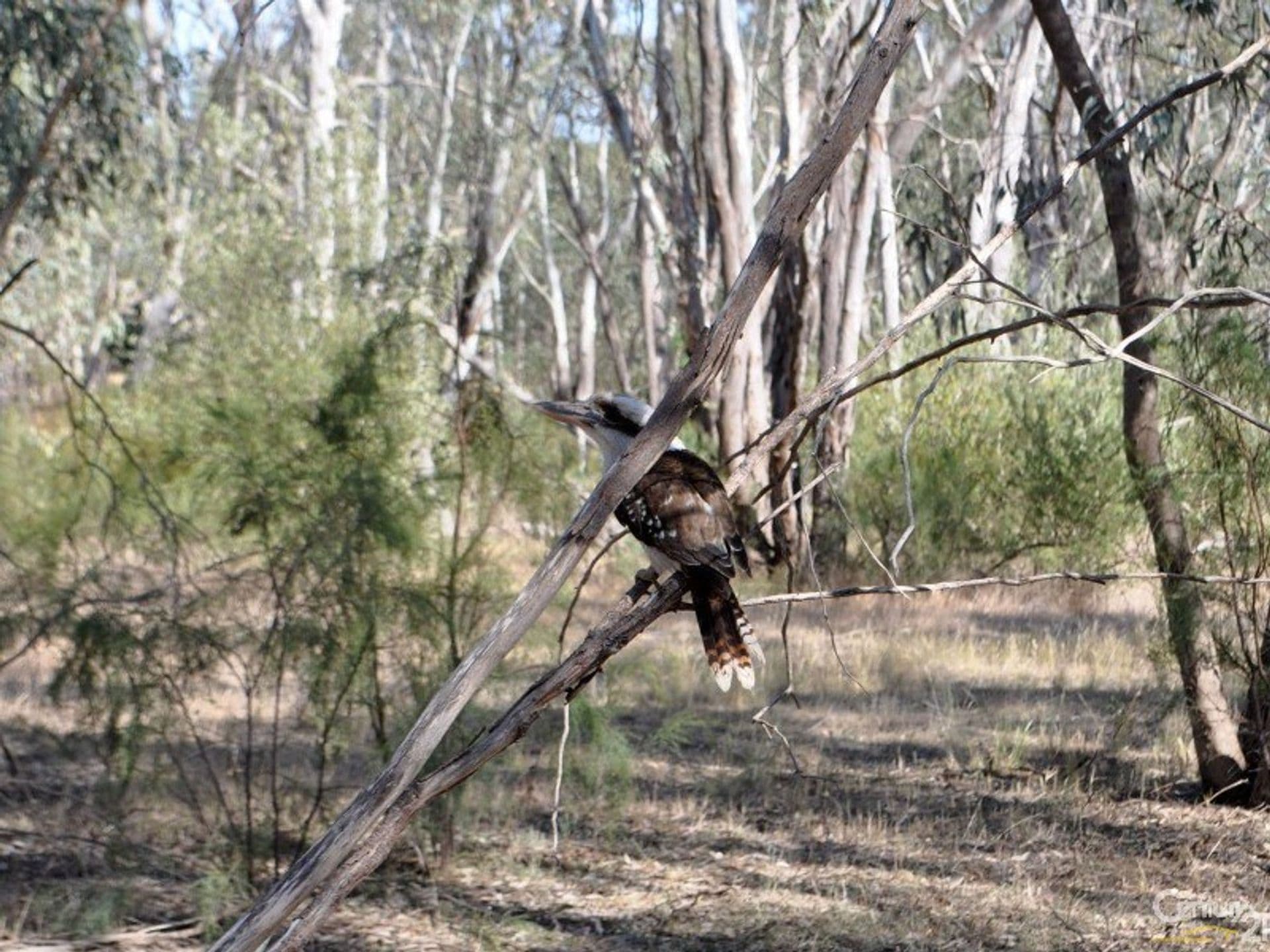 52 Radcliffe Street, Echuca, VIC, 3564, Echuca - Thumbnail 4