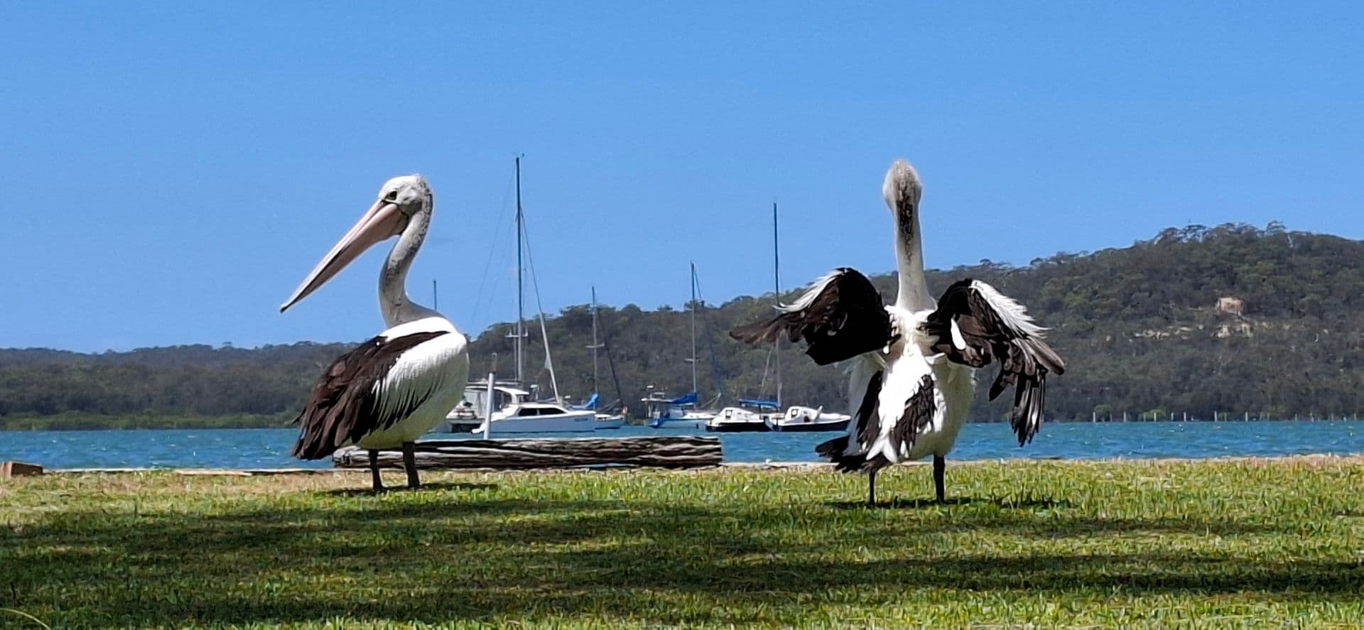 1/71 Marine Drive, Tea Gardens, NSW, 2324, North Arm Cove - Thumbnail 3