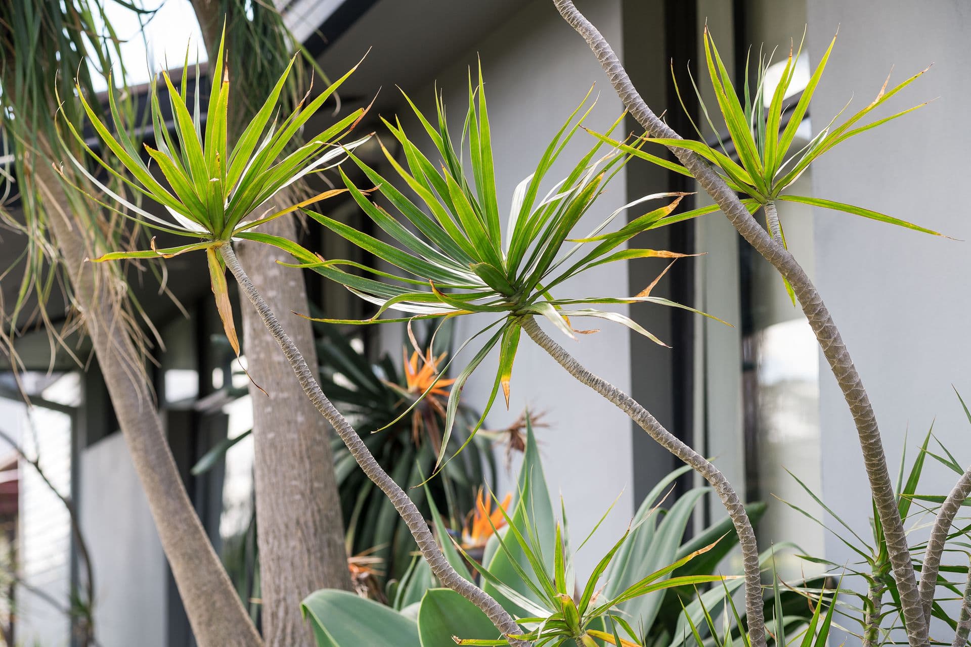 5a Tancred Avenue, Kyeemagh, NSW, 2216, Kyeemagh - Thumbnail 5
