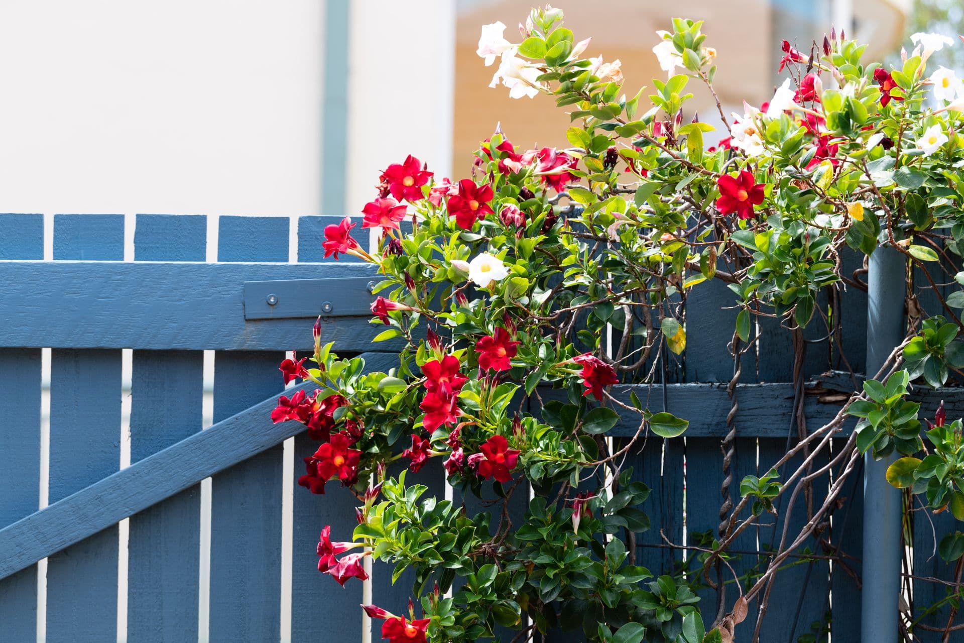 3 O'Neill Street, Brighton-le-sands, NSW, 2216, Brighton-Le-Sands - Thumbnail 7