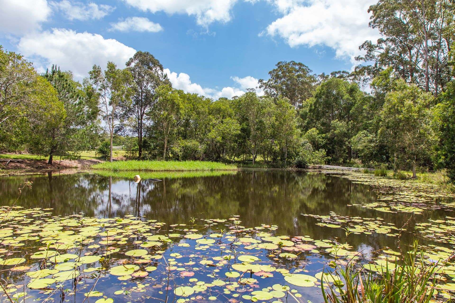64 Alfs Pinch Road, Beerwah, QLD, 4519, Beerwah - Thumbnail 4