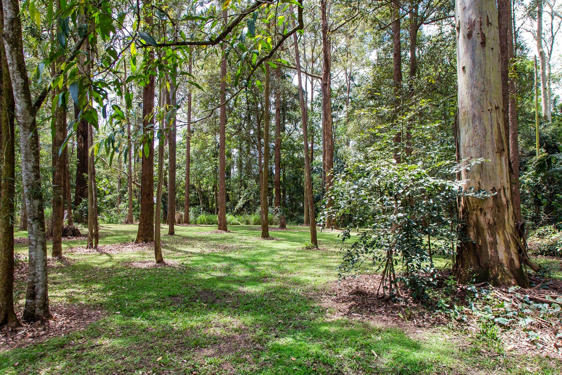 64 Alfs Pinch Road, Beerwah, QLD, 4519, Beerwah - Thumbnail 5