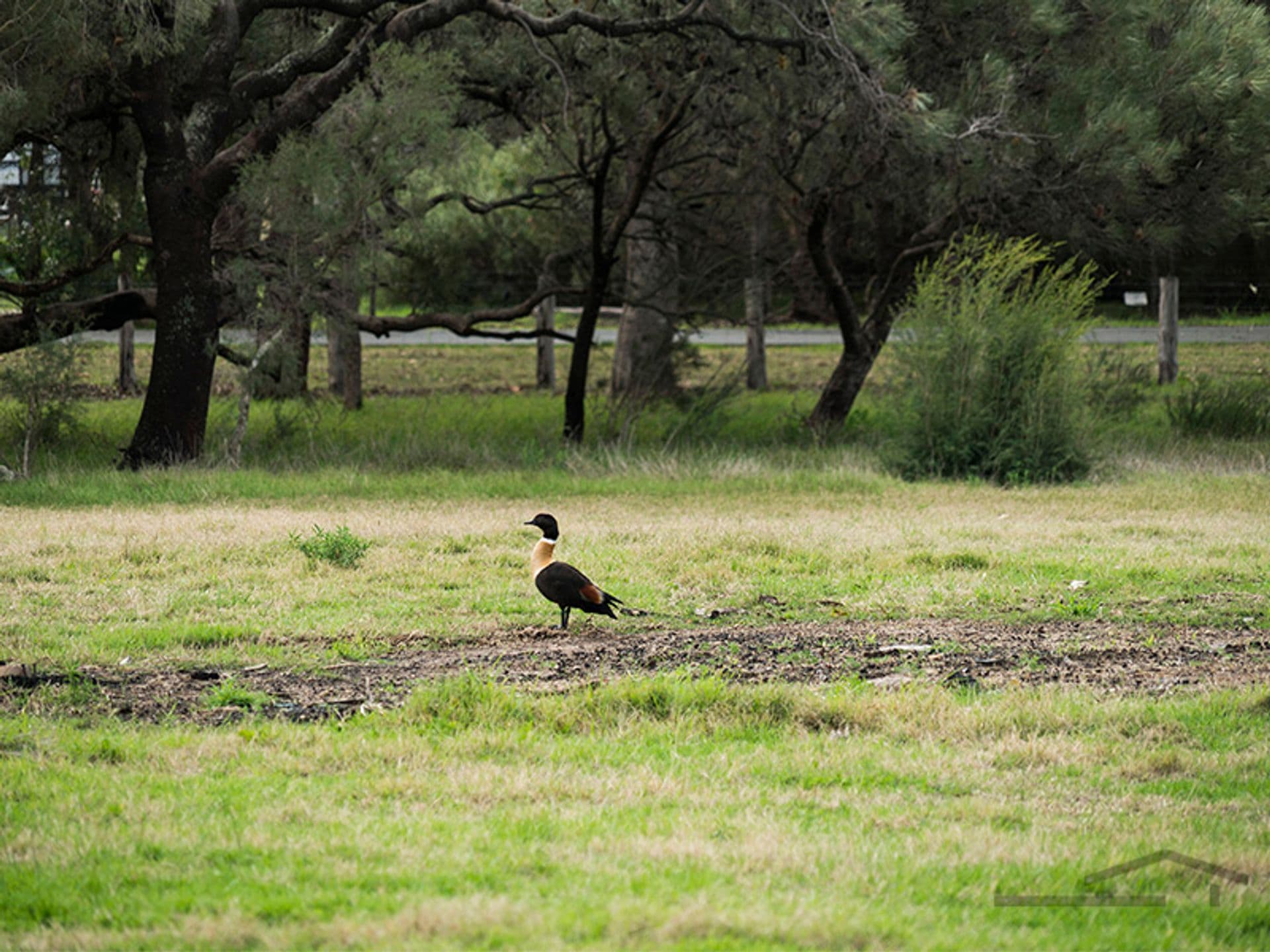 Lot 411 Red Road, Parklands, WA, 6180, Parklands - Thumbnail 4