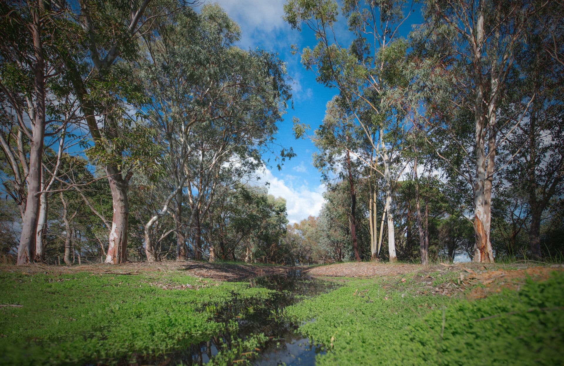 Lot 43 Hamlin Road, North Dandalup, WA, 6207, North Dandalup - Thumbnail 3