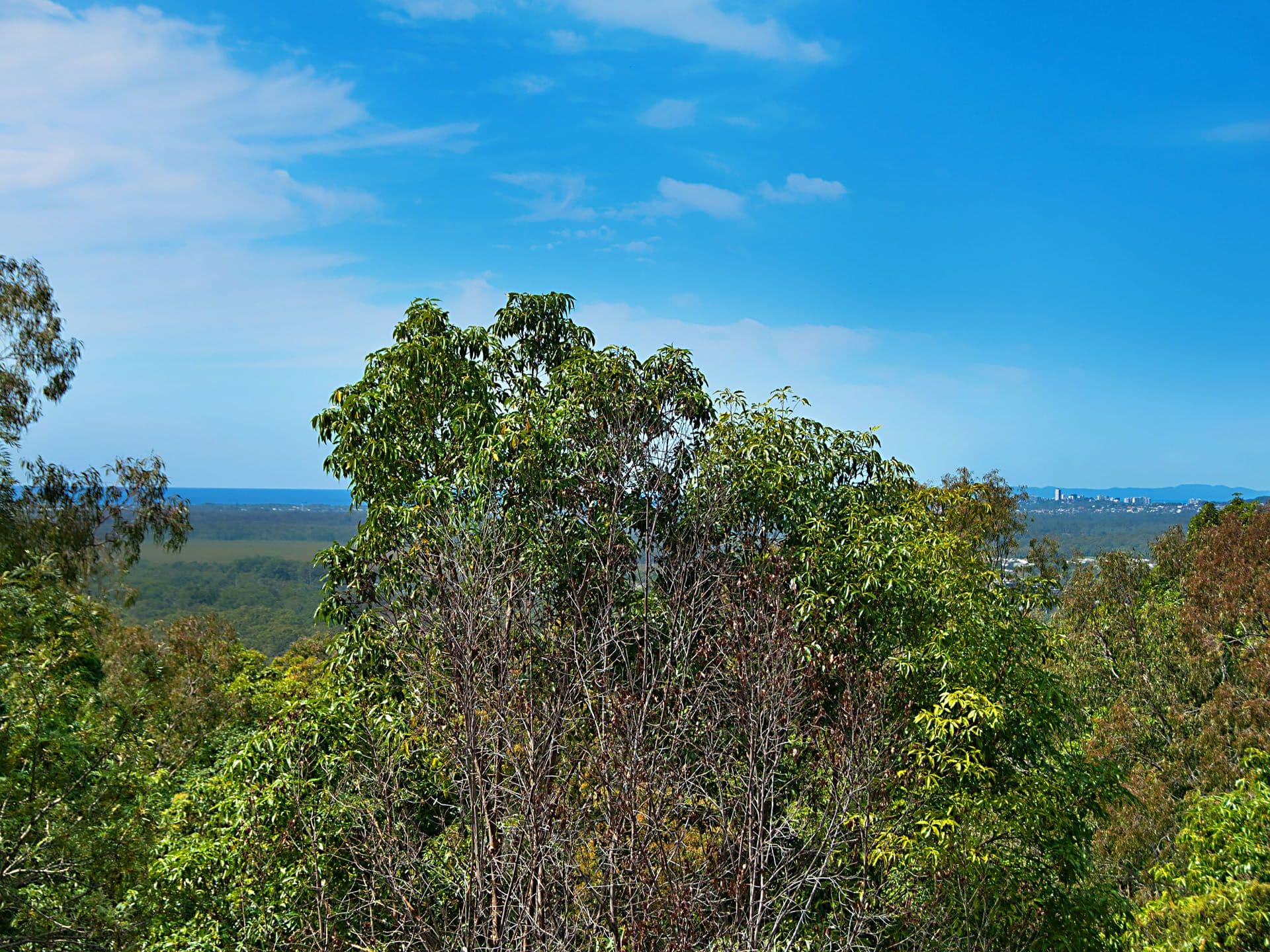 6 St Ives Terrace, Buderim, QLD, 4556, Buderim - Thumbnail 3