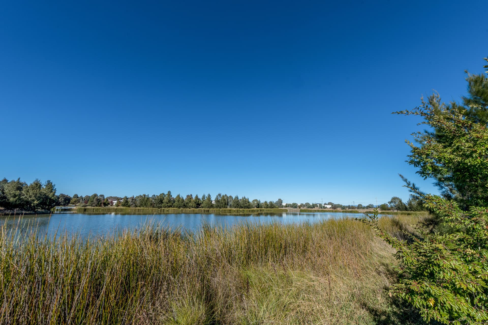 71 Donald Horne Circuit, Franklin ACT 2913, Franklin - Thumbnail 4
