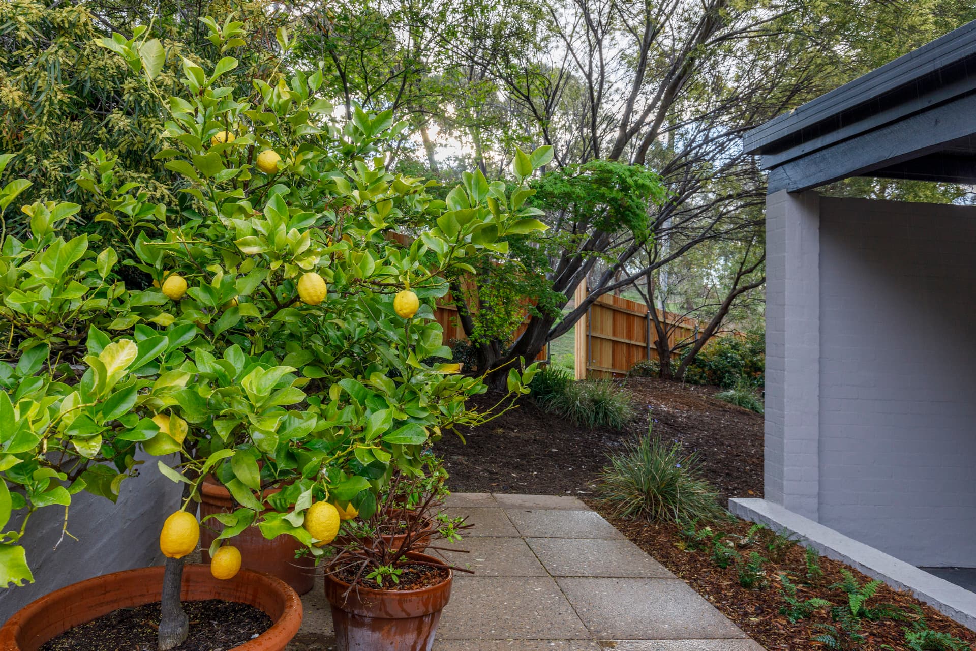 49 Muresk Street, Farrer ACT 2607, Farrer - Thumbnail 7