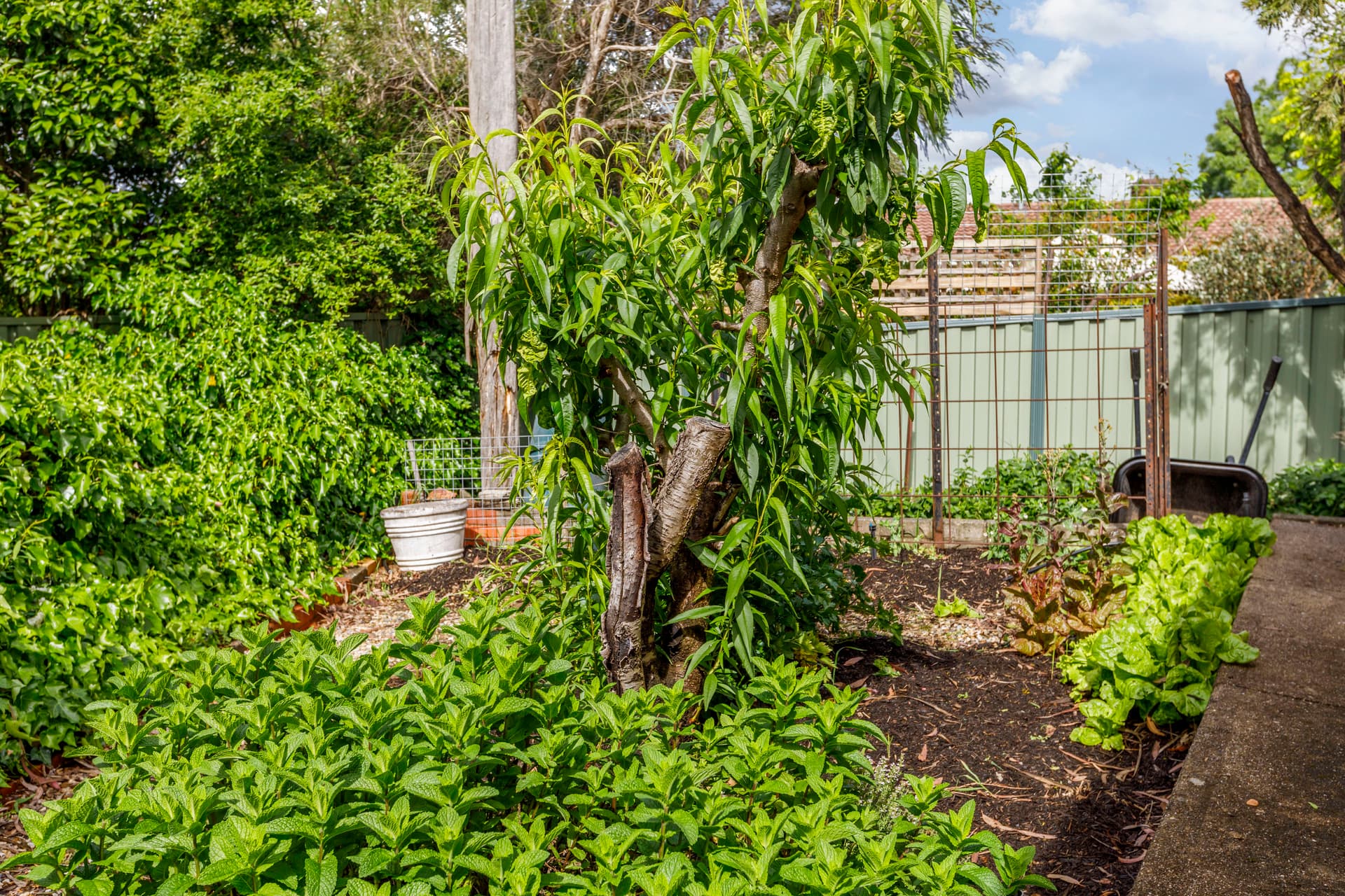 7 Drosera Place, Rivett ACT 2611, Rivett - Thumbnail 6