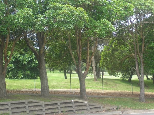 193 Croydon Rd, Hurstville, NSW, 2220, Hurstville - Thumbnail 6