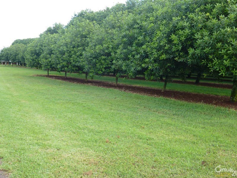 373 Ellis Road, Alstonville, NSW, 2477, Rous - Thumbnail 7