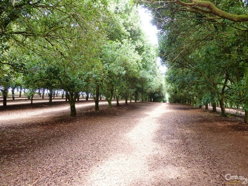 Address Withheld, Dunoon, NSW, 2480, Dunoon - Thumbnail 2