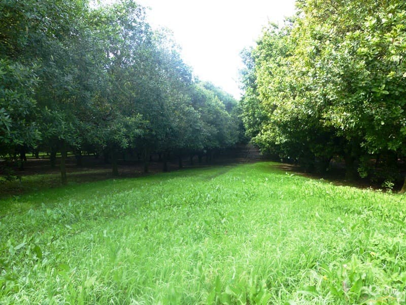 86 Eureka Road, Clunes, NSW, 2480, Clunes - Thumbnail 2