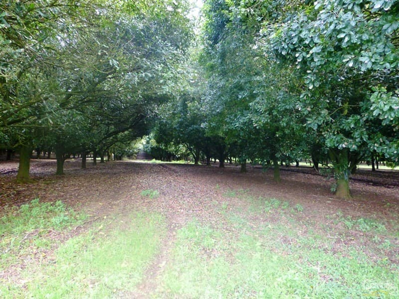 86 Eureka Road, Clunes, NSW, 2480, Clunes - Thumbnail 7
