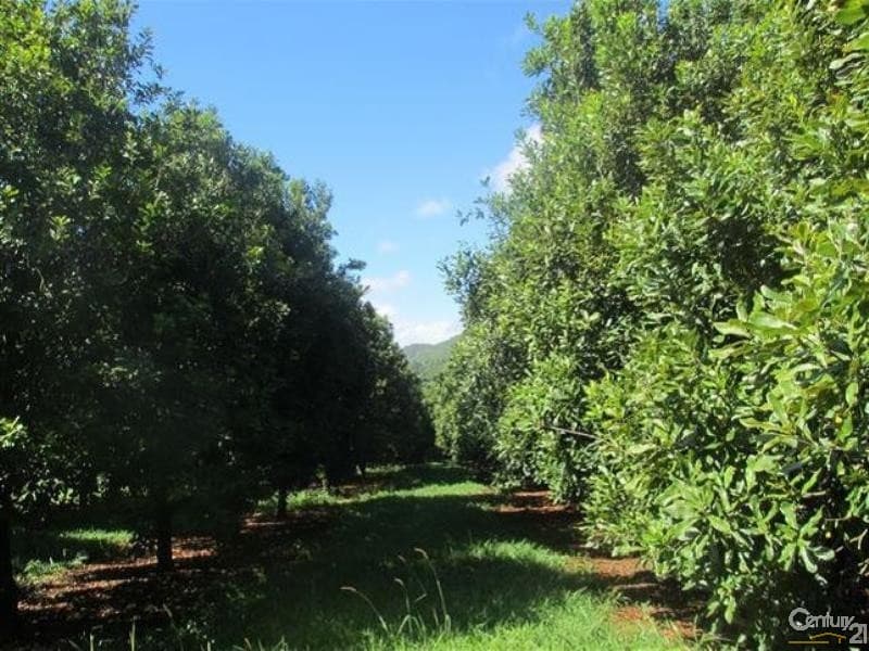 328 Upper Coopers Creek Road, Upper Coopers Creek, NSW, 2482, Upper Coopers Creek - Thumbnail 2