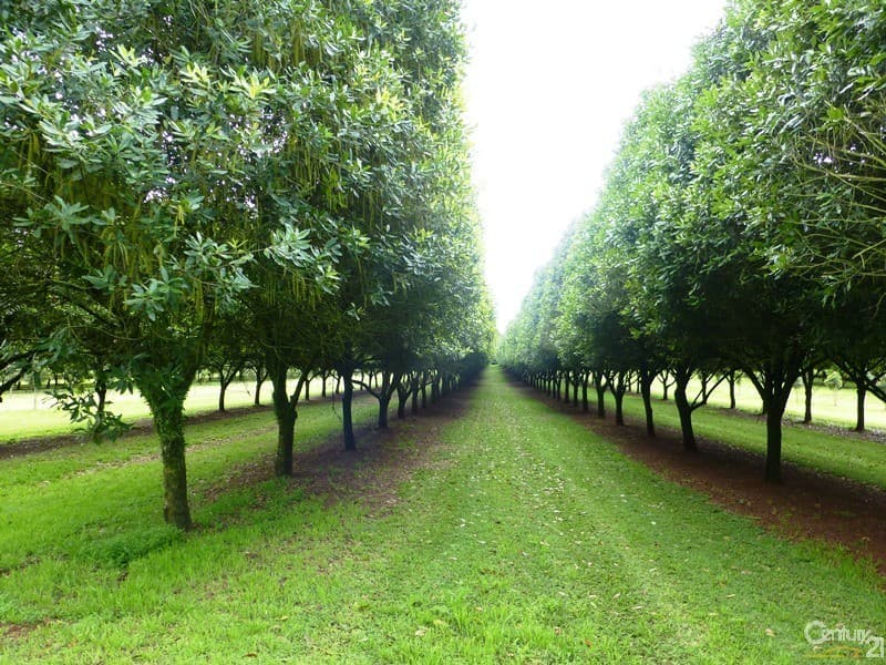 Address Withheld, Tregeagle, NSW, 2480, Tregeagle - Thumbnail 5
