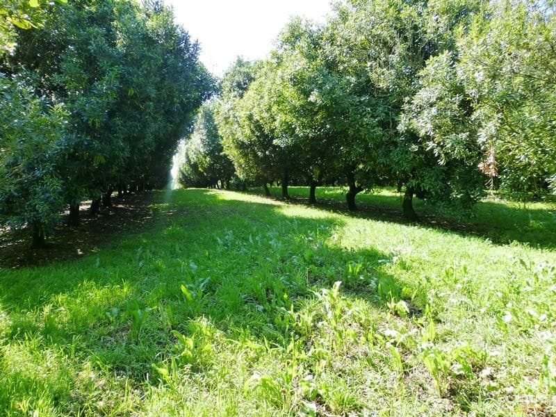 446 Humpty Back Road, Pearces Creek, NSW, 2477, Pearces Creek - Image 1