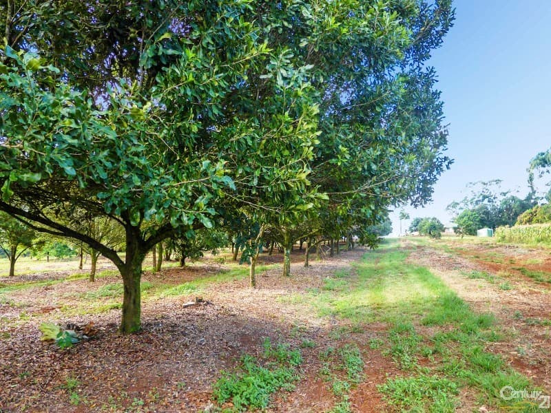 507  Duncan Road, Dunoon, NSW, 2480, Numulgi - Thumbnail 6