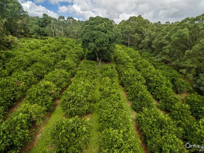 Address Withheld, McLeans Ridges, NSW, 2480, McLeans Ridges - Image 1