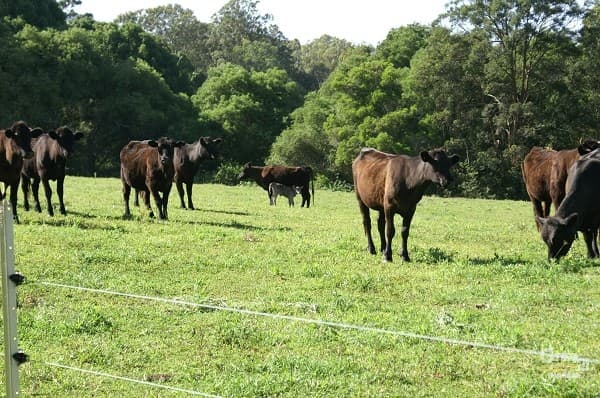 93 Grennan Rd, Tregeagle, NSW, 2480, Tregeagle - Thumbnail 8