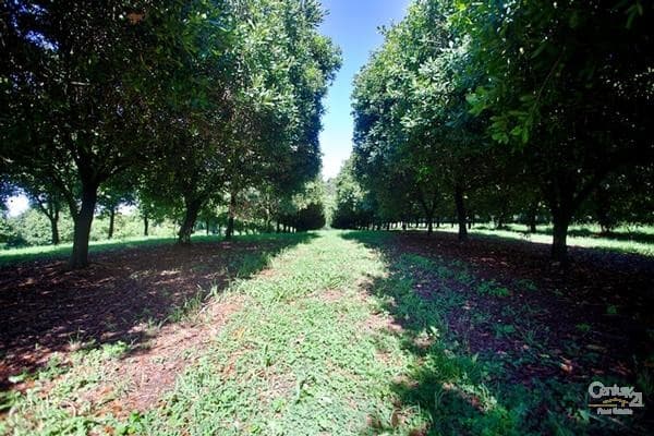 Address Withheld, Bangalow, NSW, 2479, Bangalow - Thumbnail 7